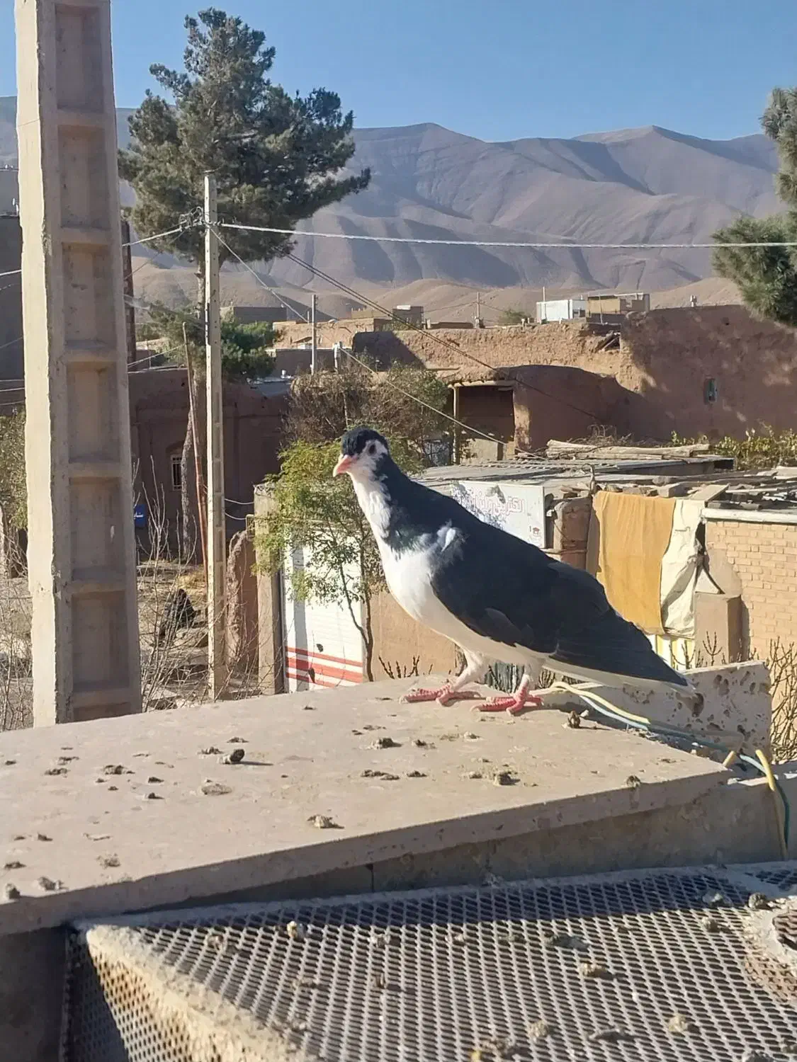 چپ سیاه نر و یک ساده سیاه افشون فروشی|پرنده|جلگه رخ, |دیوار