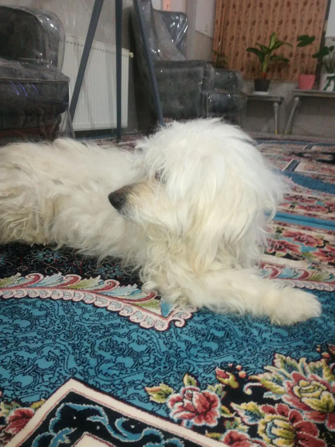 سگ فروشی|سگ|اردکان, |دیوار