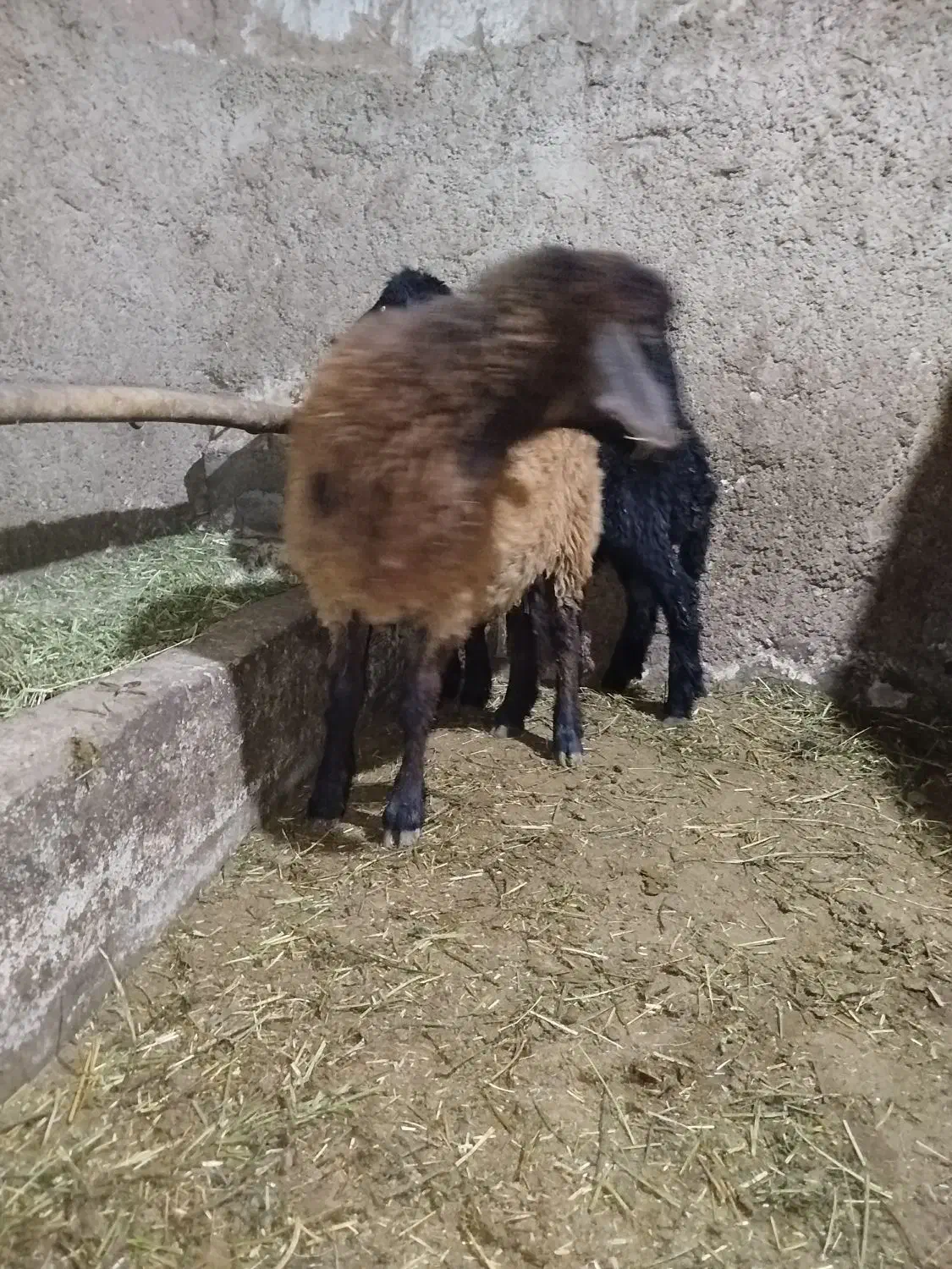 توغلی دمازدیخ|حیوانات مزرعه|نمین, |دیوار