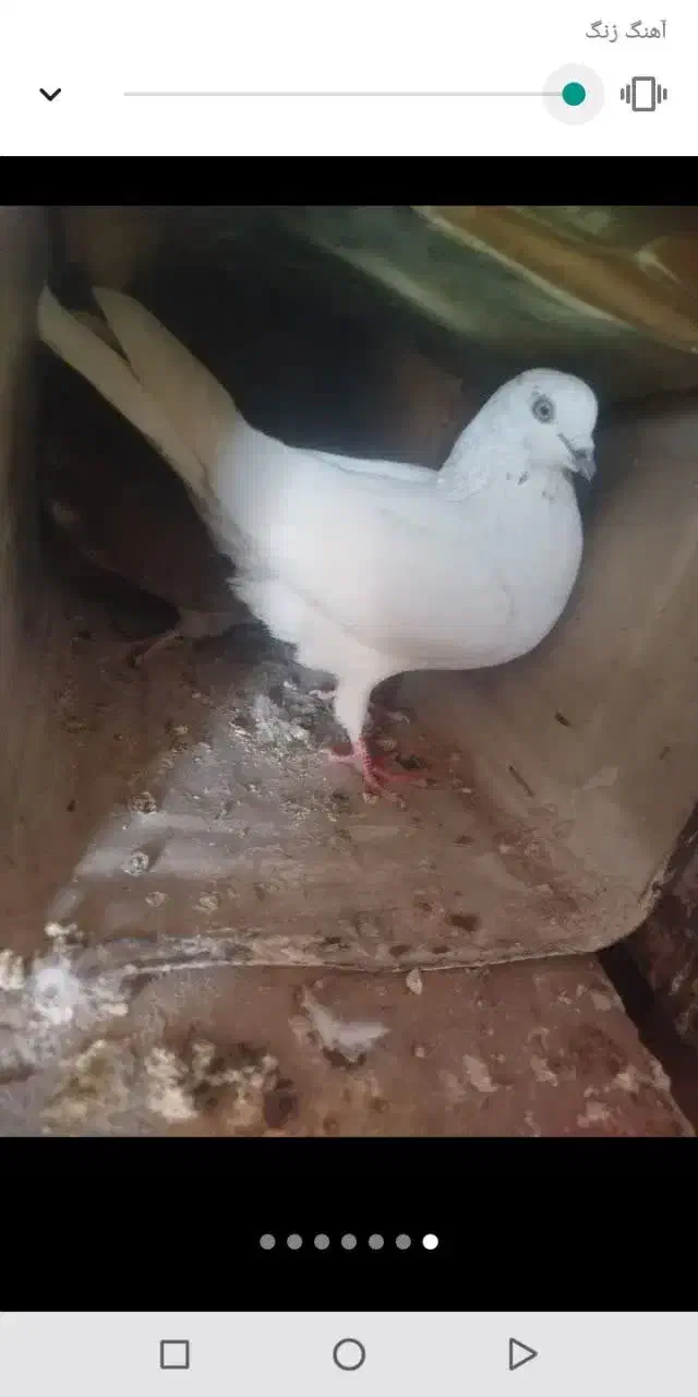 گم شده کفترسفید|حیوانات|یزد, |دیوار