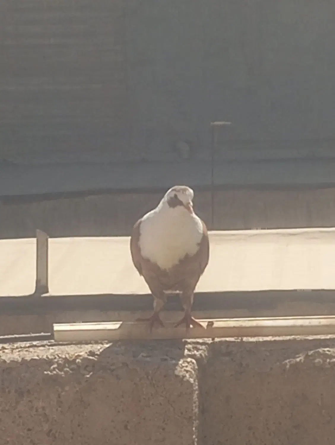 کربلایی|پرنده|مشهد, بهارستان|دیوار