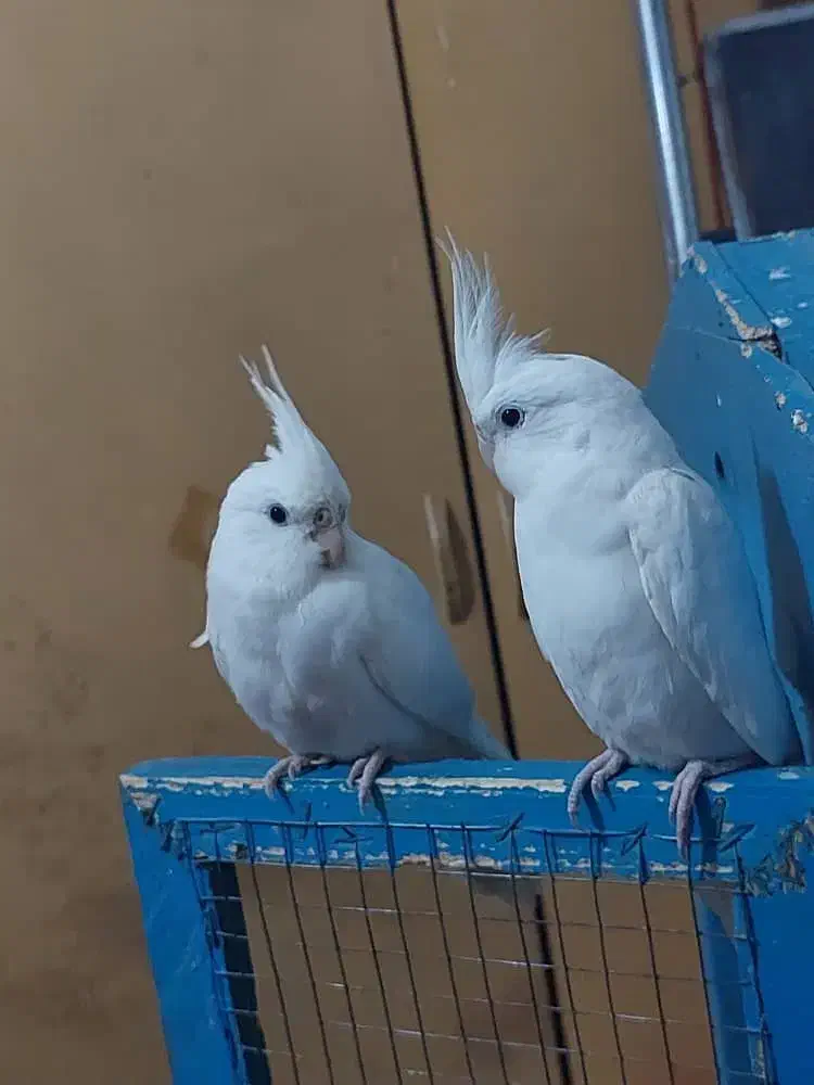 عروس هلندی|پرنده|چابهار, |دیوار