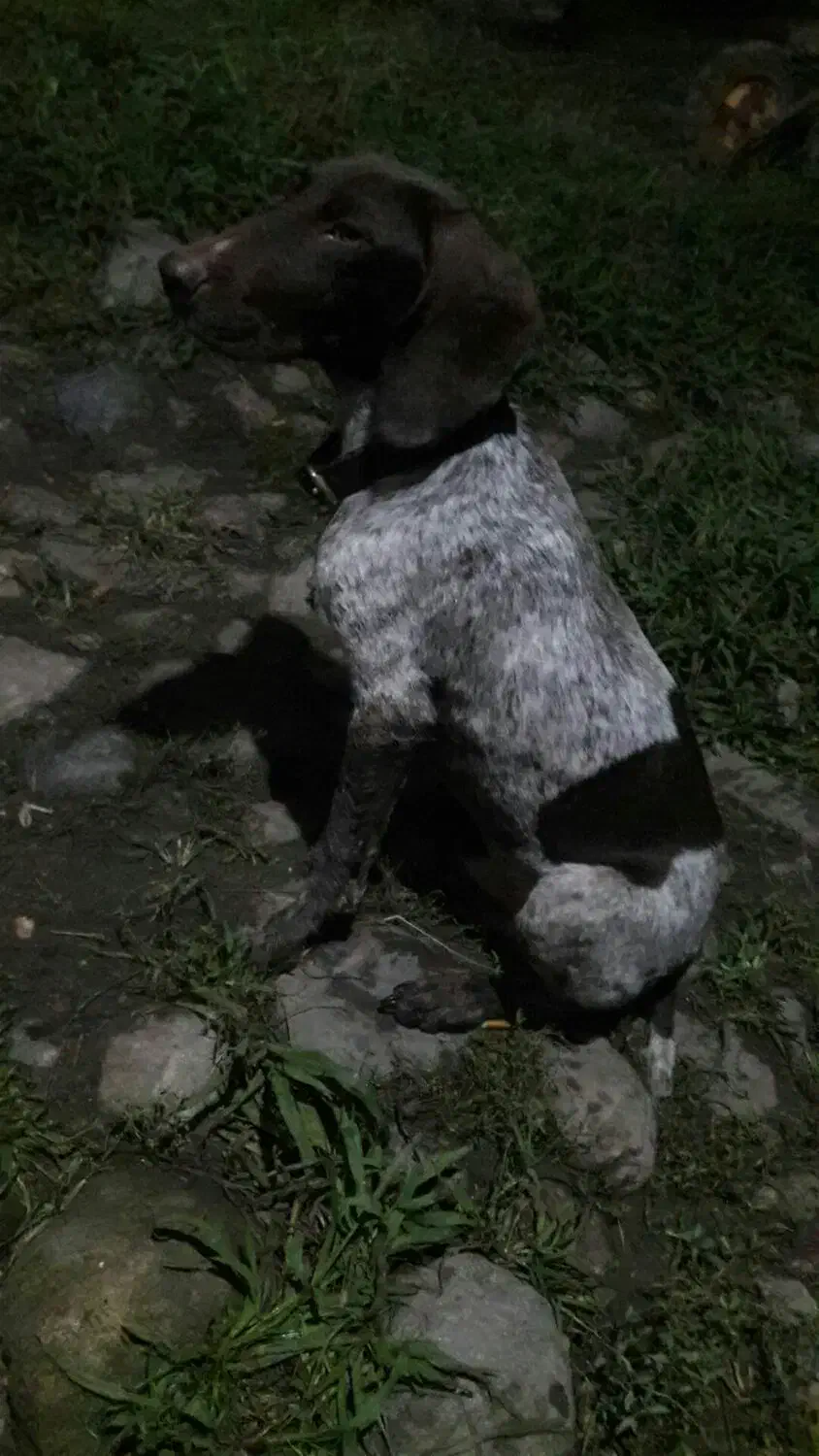 واگذاری پینتر آلمان شکاری|سگ|صومعهسرا, |دیوار