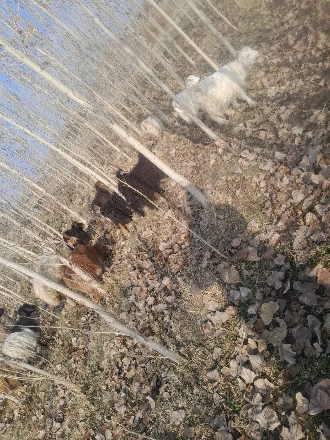 بزغاله|حیوانات مزرعه|پلدشت, |دیوار