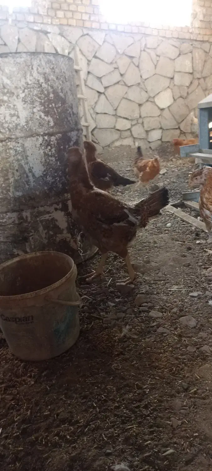 فروش یا تعویض مرغ لاری|حیوانات مزرعه|سبزوار, کراب|دیوار