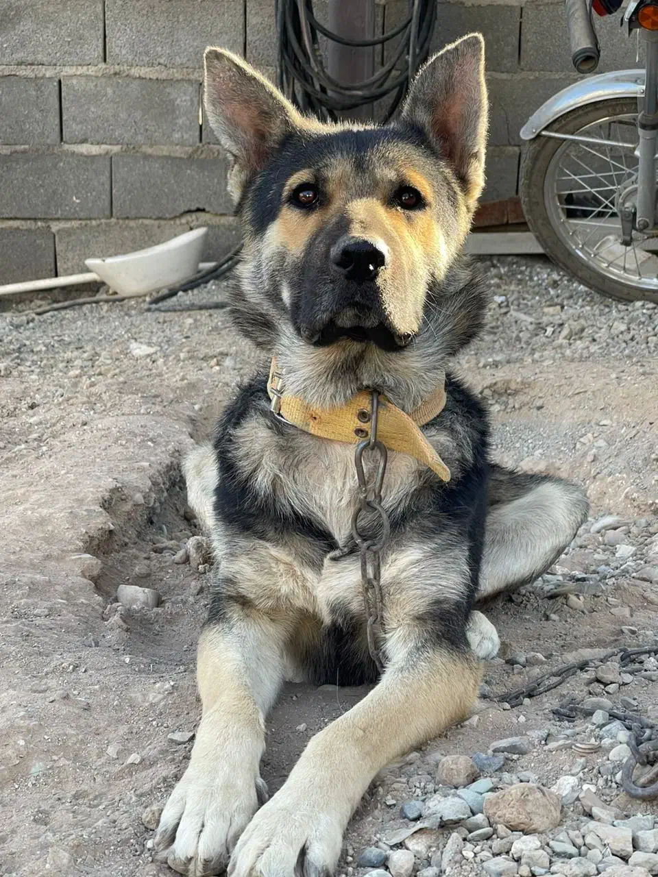 واگذاری سگ|سگ|چهارباغ, |دیوار