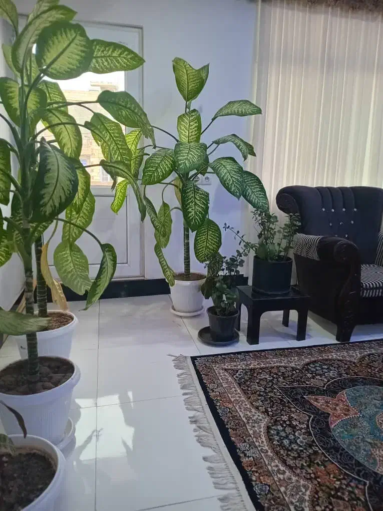 گل دیفن زیبا درختی|گل و گیاه طبیعی|یاسوج, |دیوار