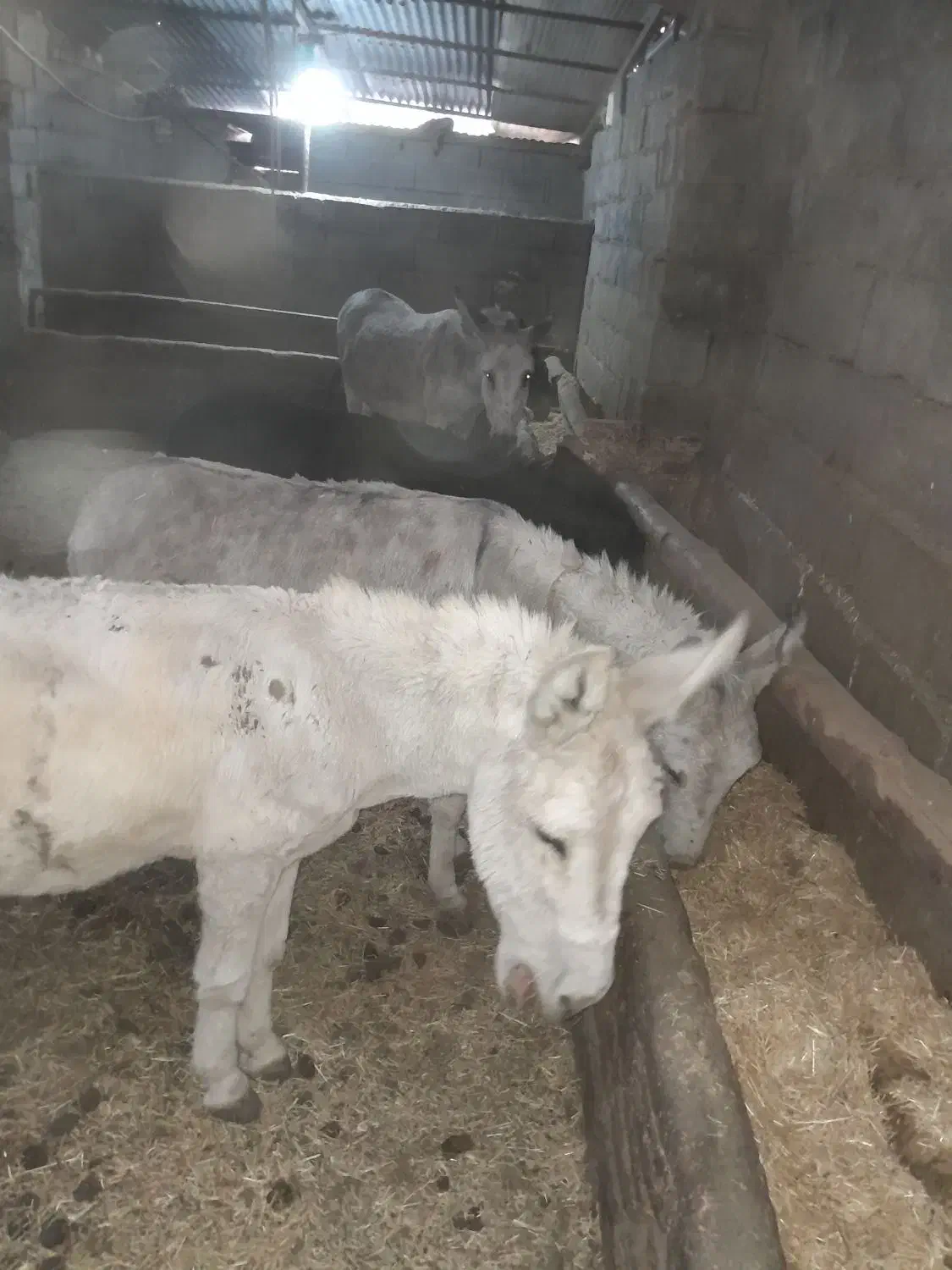 الاغ خر گله ای وباری|حیوانات مزرعه|شازند, |دیوار