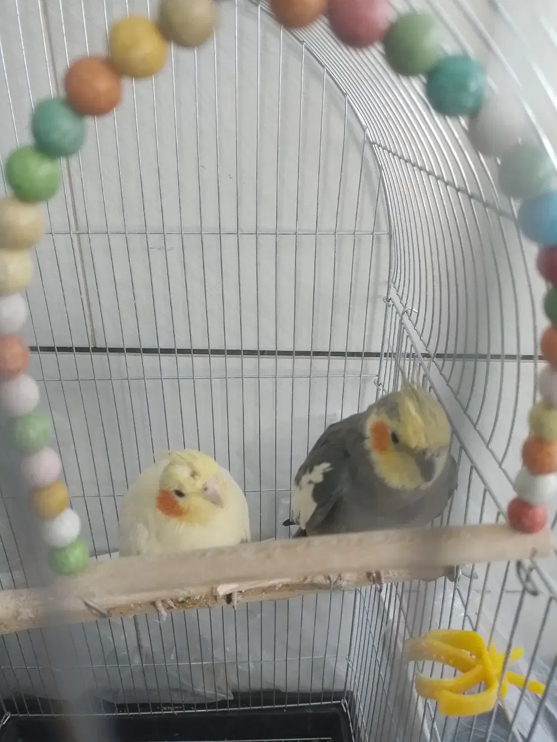 یک جف عروس هلندی|پرنده|برخوار, |دیوار