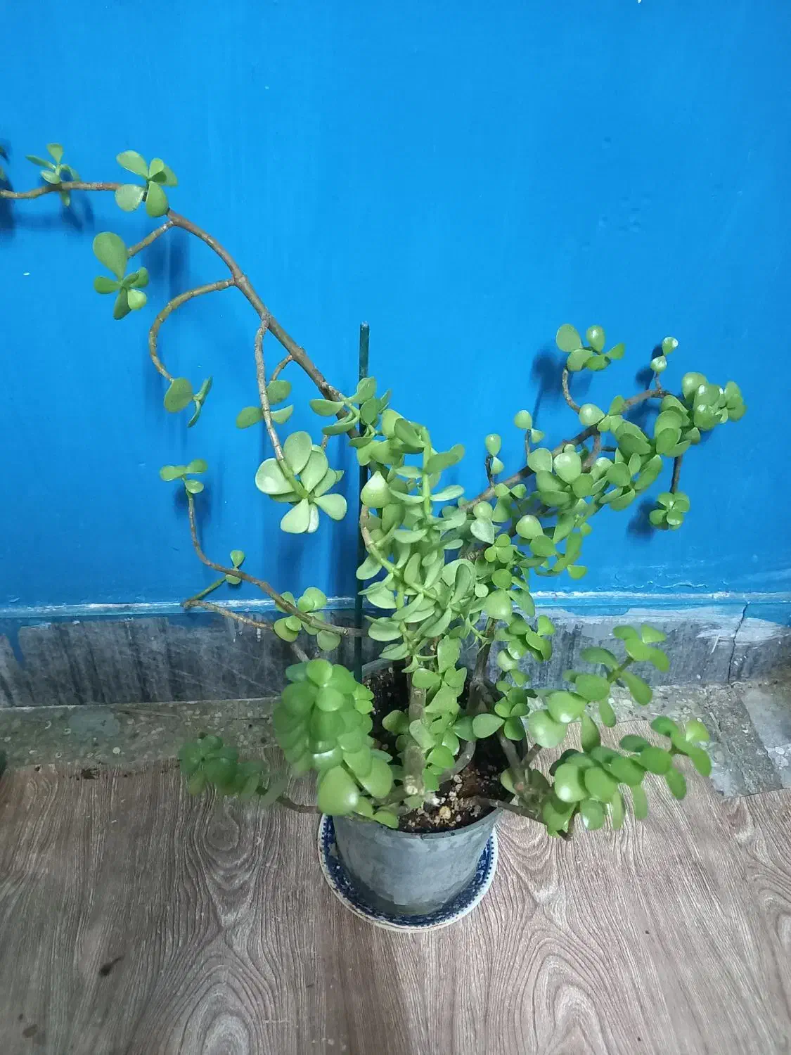 کراسولاخرفه ای|گل و گیاه طبیعی|بروجرد, |دیوار