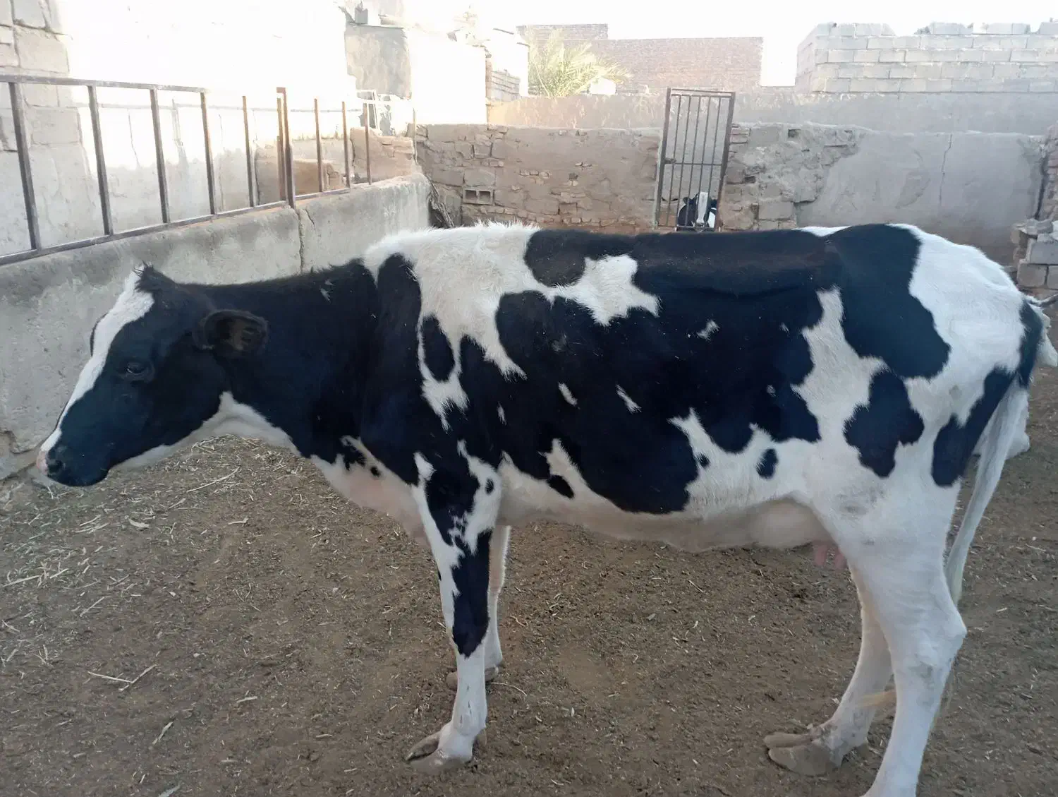 گاوه شیری خشک|حیوانات مزرعه|خاش, |دیوار
