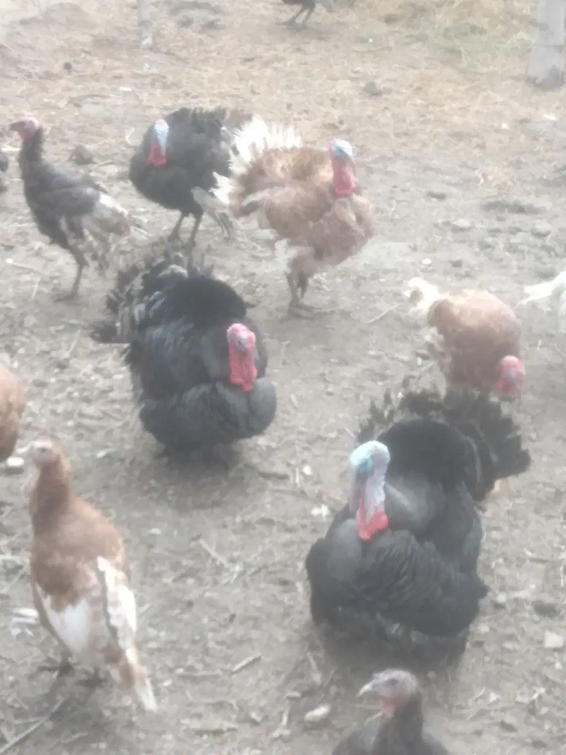 تعدادی بوقلمون نر وماده نژاد برنز وبوربون ۱۷ ماه|حیوانات مزرعه|مشهد, منزل آباد|دیوار