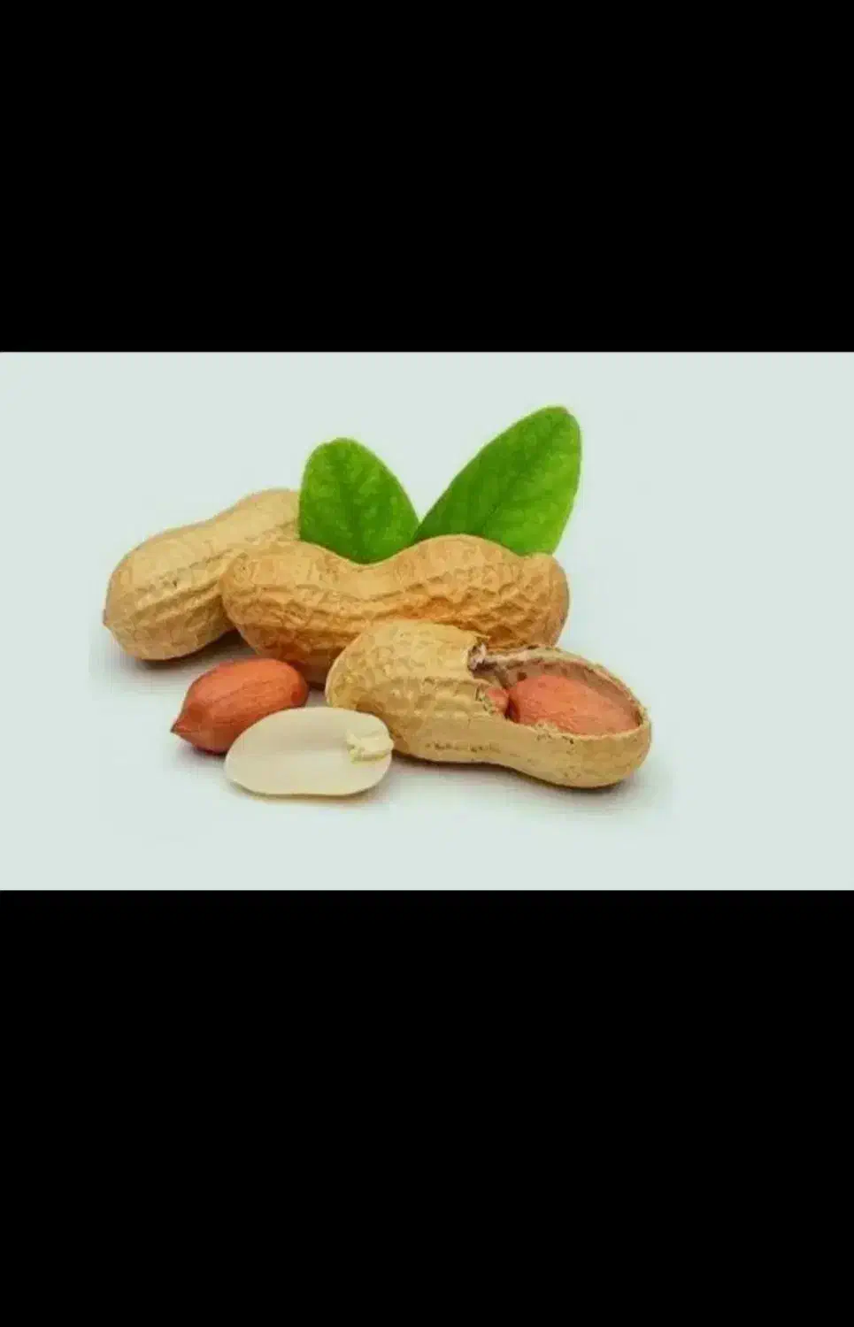 بادام زمینی  امسالی( غلاف دار) (درجه یک)|خوردنی و آشامیدنی|خورموج, |دیوار