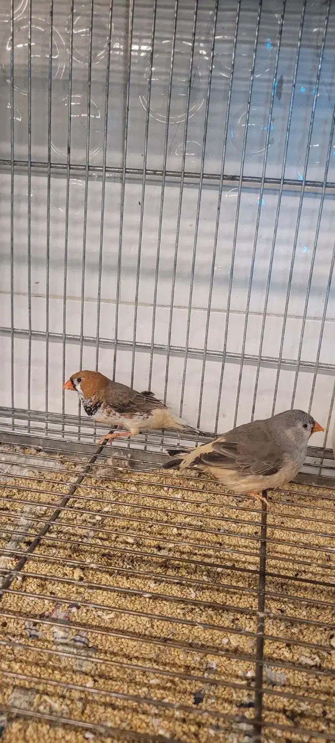 جفت فنج اروپایی بیگ سایز|پرنده|مرودشت, بیست متری بیمارستان|دیوار