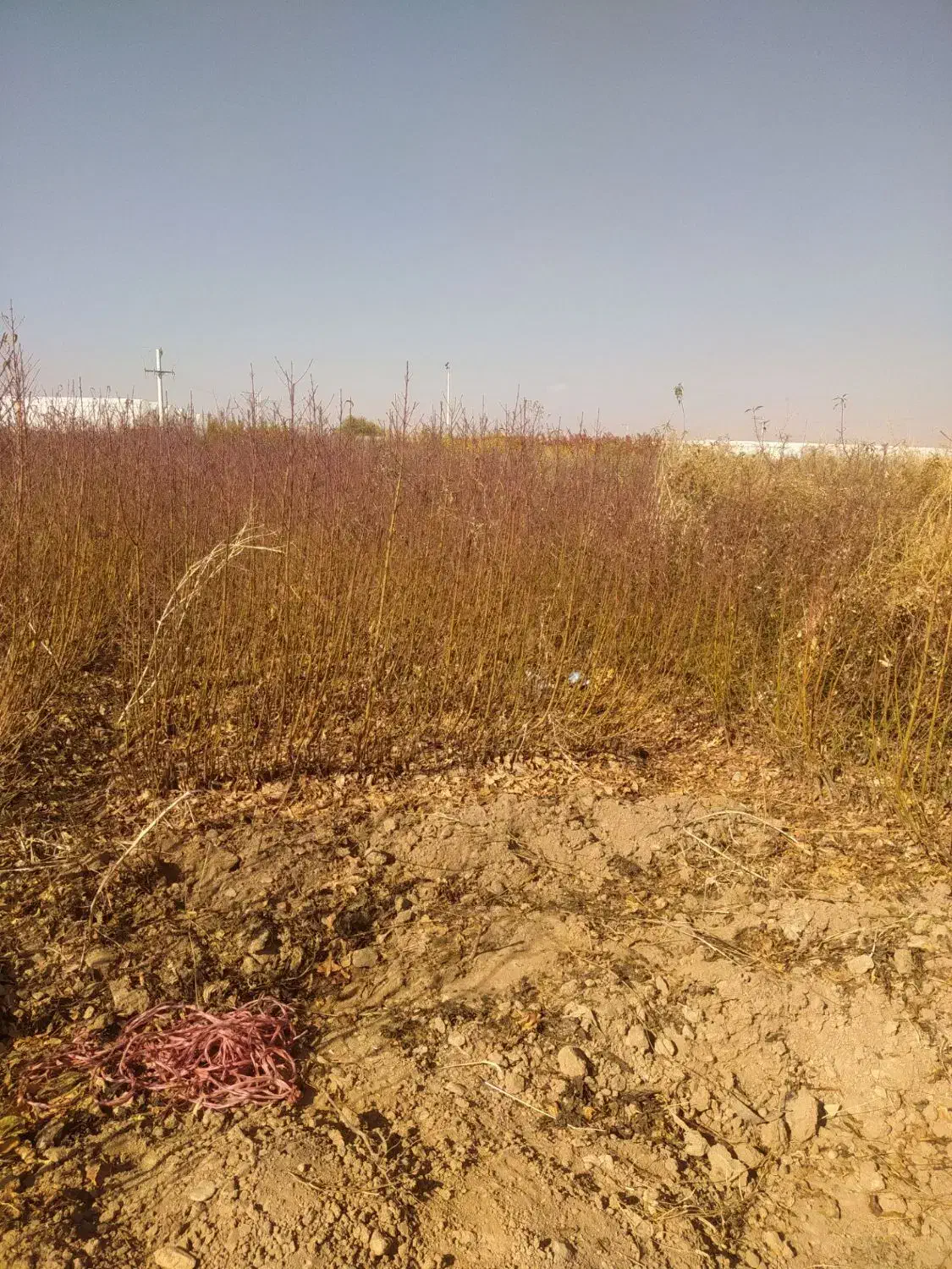 فروش انواع نهال اصلاح شده بادام پیوندی وگردو|خدمات باغبانی و درختکاری|زاینده رود, |دیوار