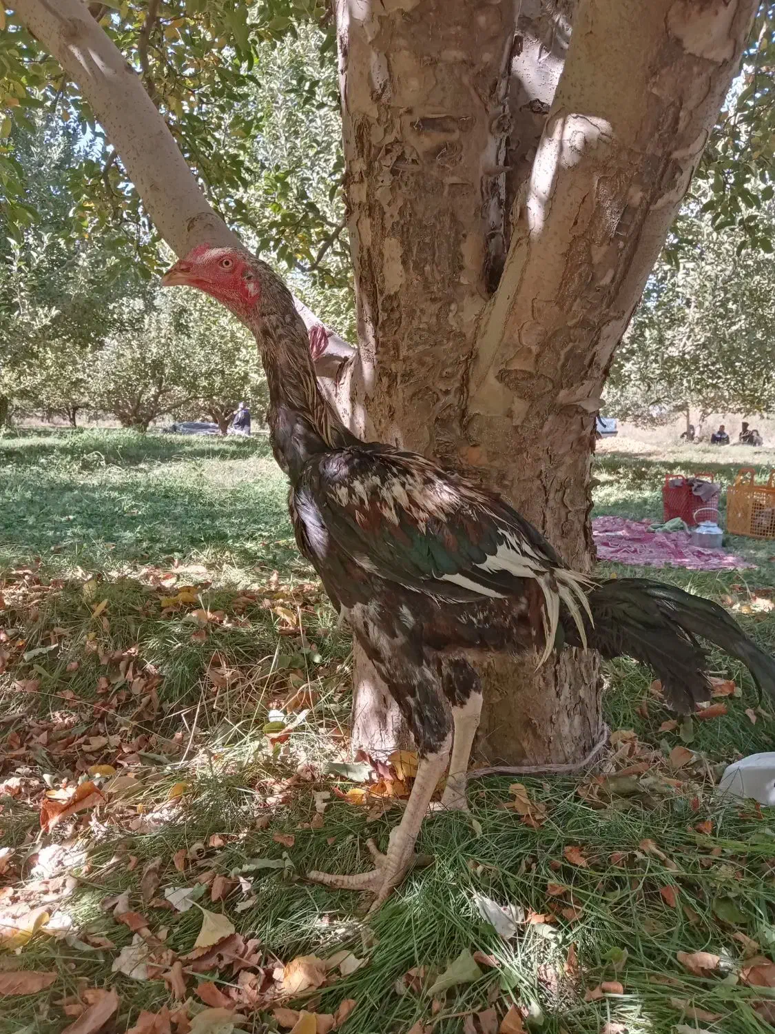 خروس لاری|حیوانات مزرعه|پیرانشهر, |دیوار