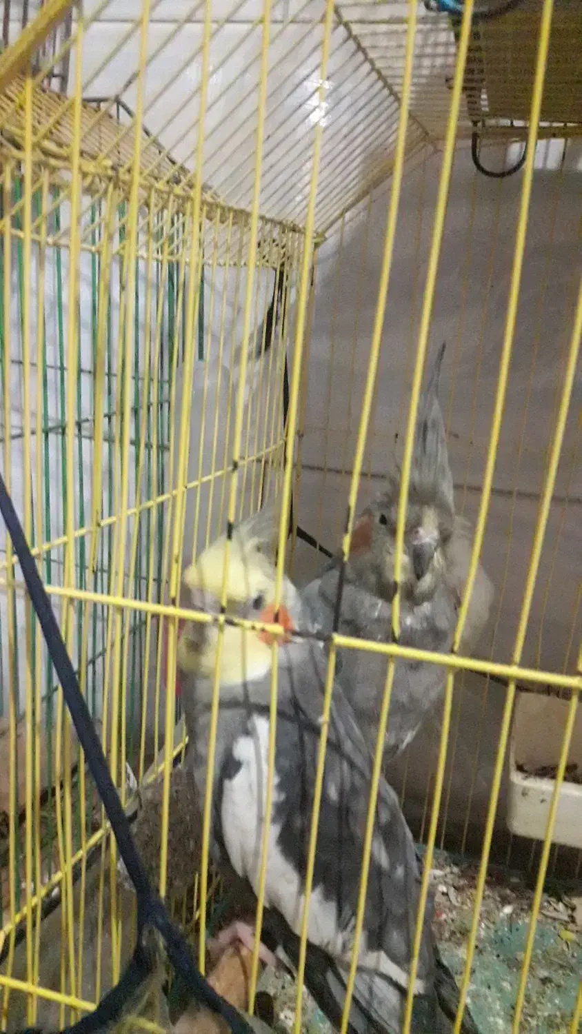 عروس پاریس|پرنده|سوسنگرد, |دیوار