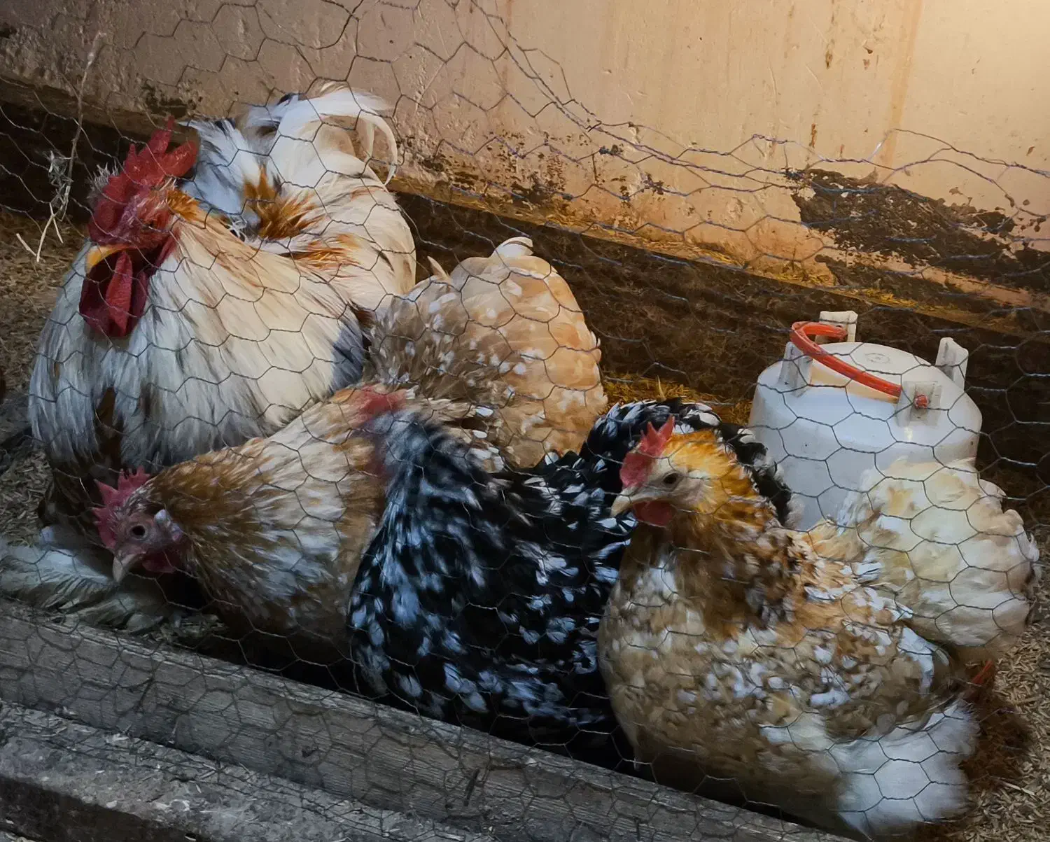 تخم کوشین|حیوانات مزرعه|رشت, جانبازان|دیوار