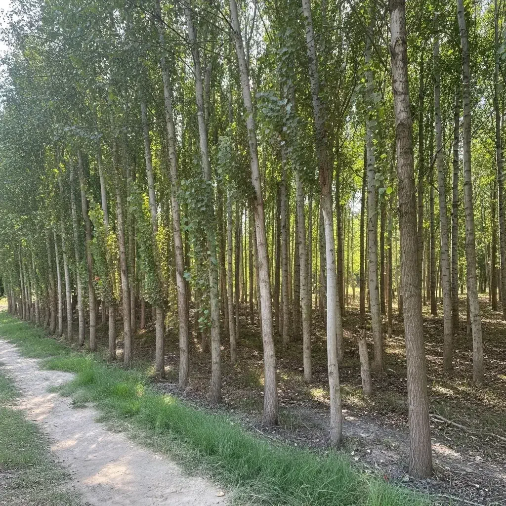 خرید آسان، تحویل سریع، رشد تضمینی نهال صنوبر|گل و گیاه طبیعی|سارال, |دیوار