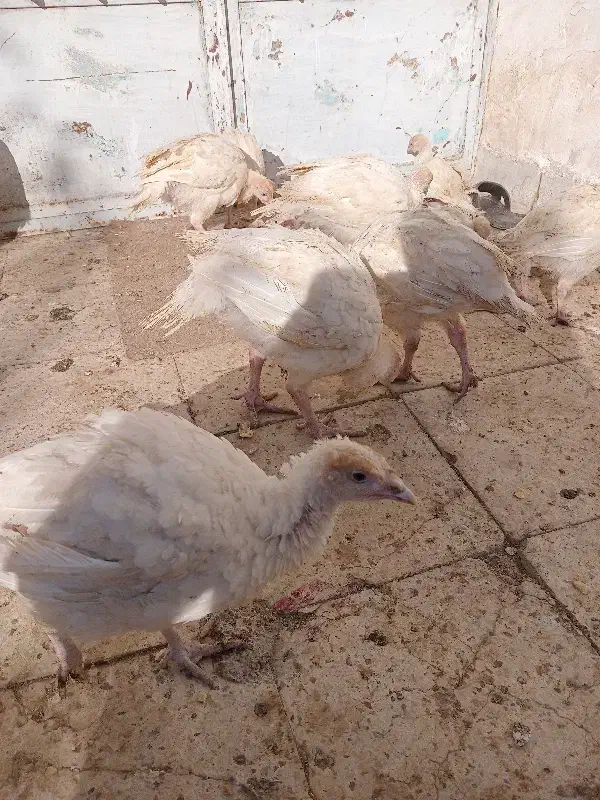 جوجه بوقلمون|حیوانات مزرعه|بسطام, |دیوار