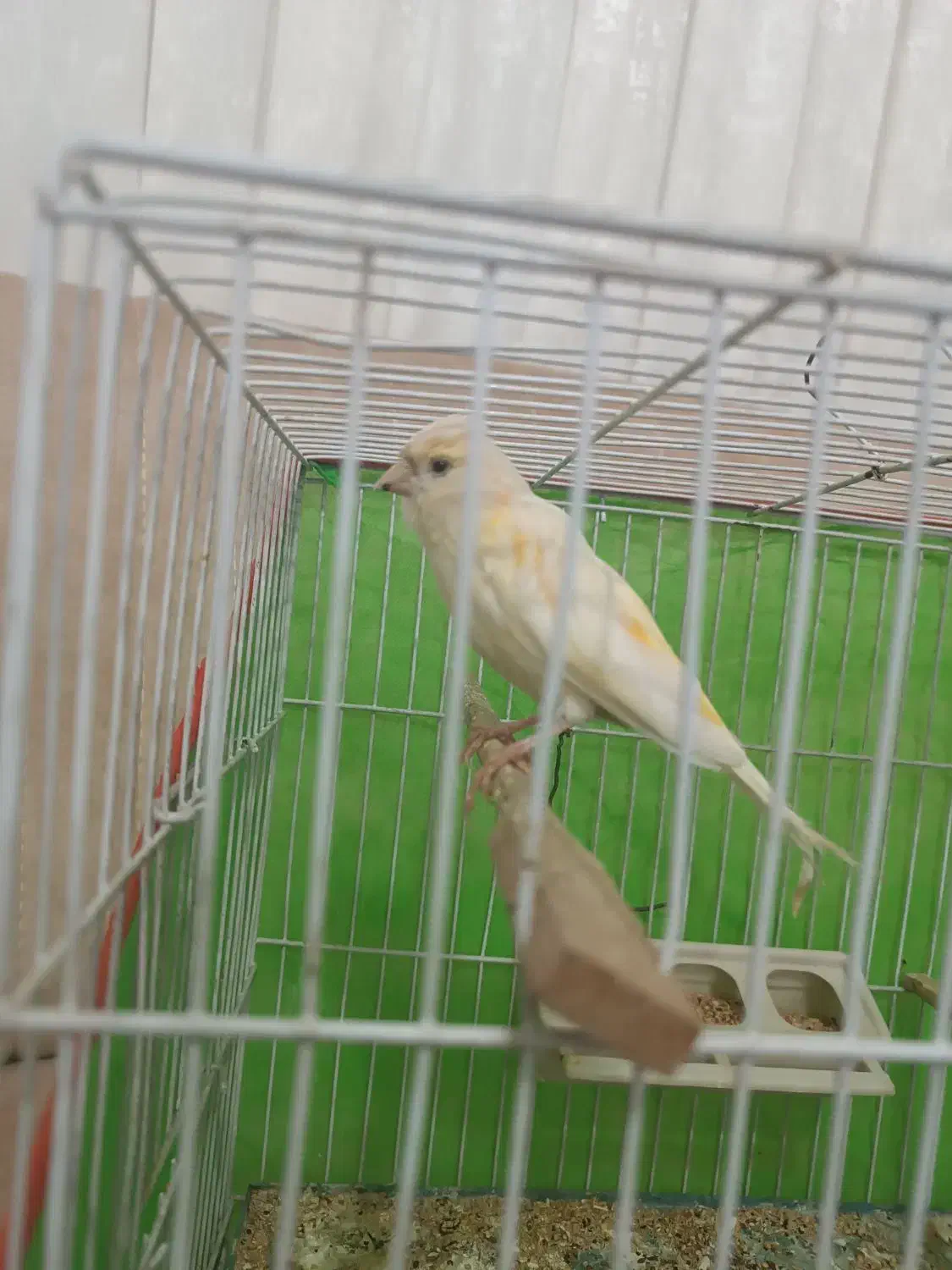 قناری ماده معاوضه با عروس|پرنده|سبزوار, باهنر|دیوار