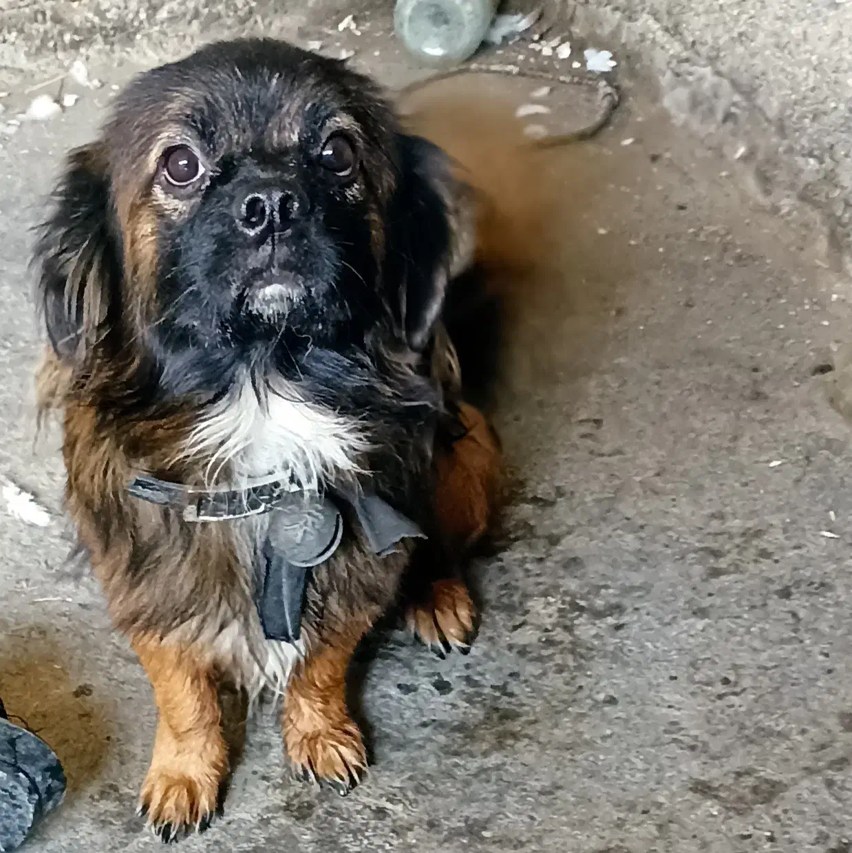 سگ فروشی|سگ|برازجان, |دیوار