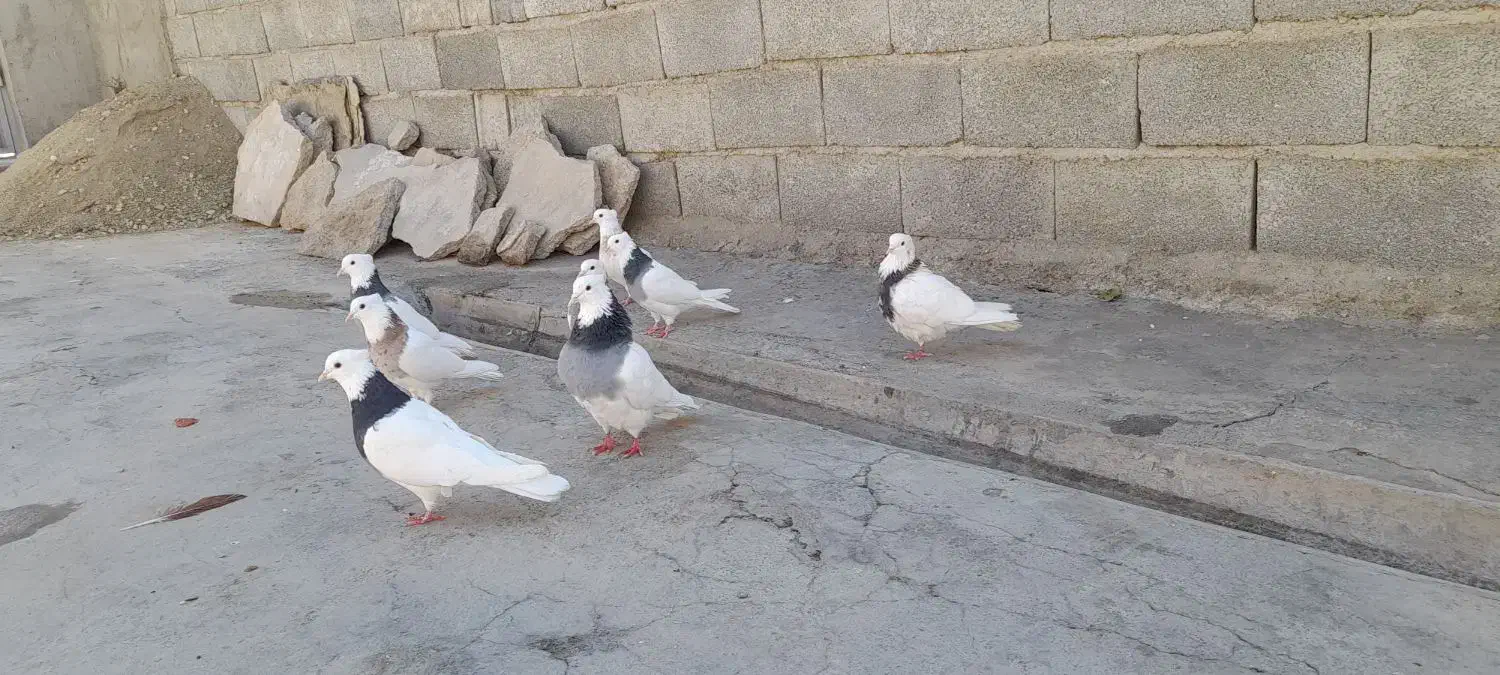 کفتر طوقی|پرنده|اشترینان, |دیوار