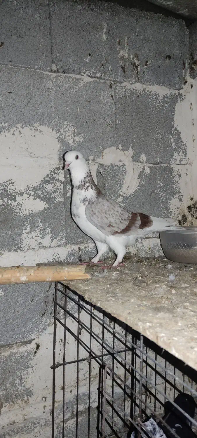 کبوتر پرشی همه چی تموم|پرنده|پارس‌آباد, |دیوار