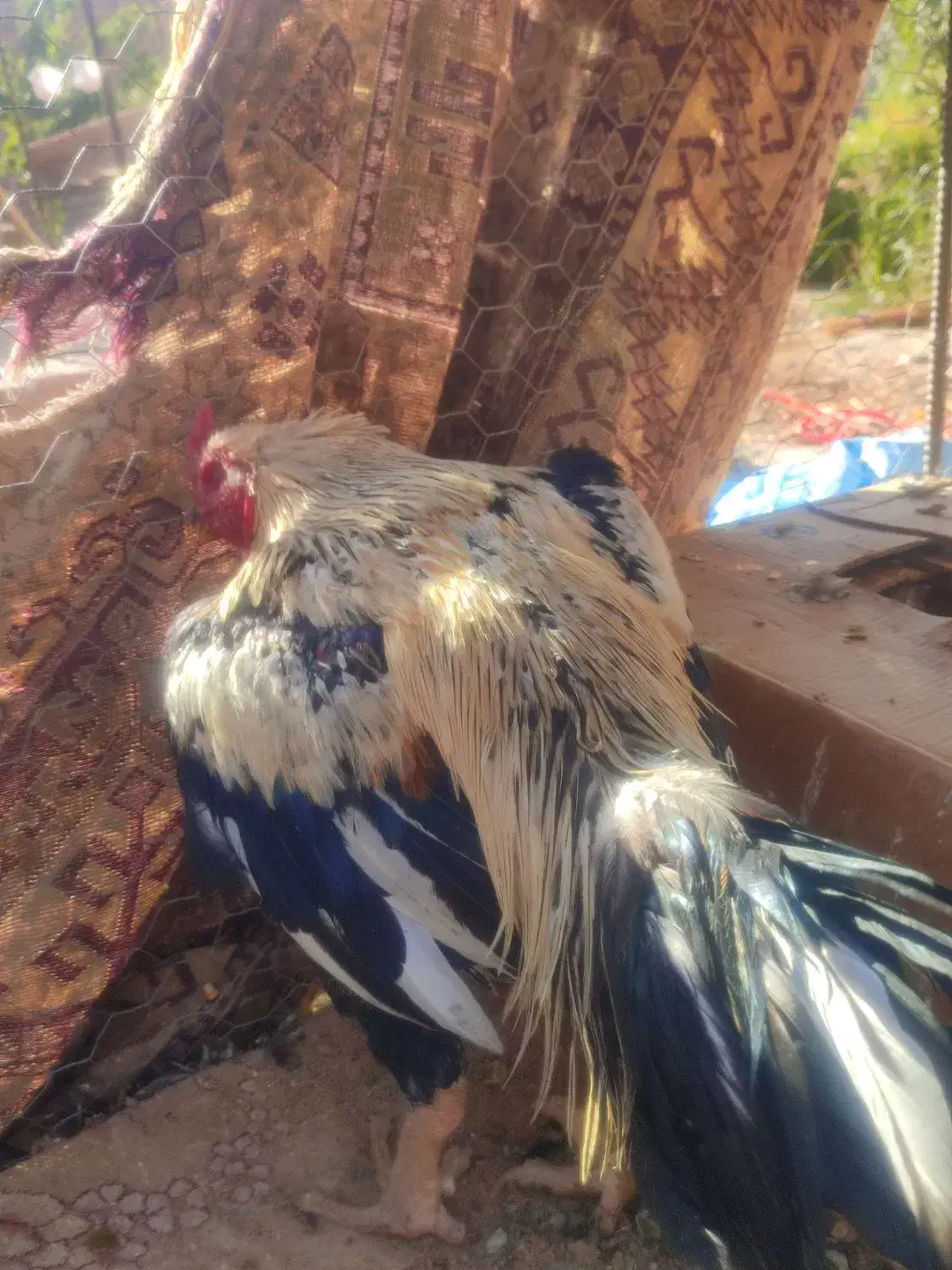 لاری اصیل|حیوانات مزرعه|نقده, |دیوار