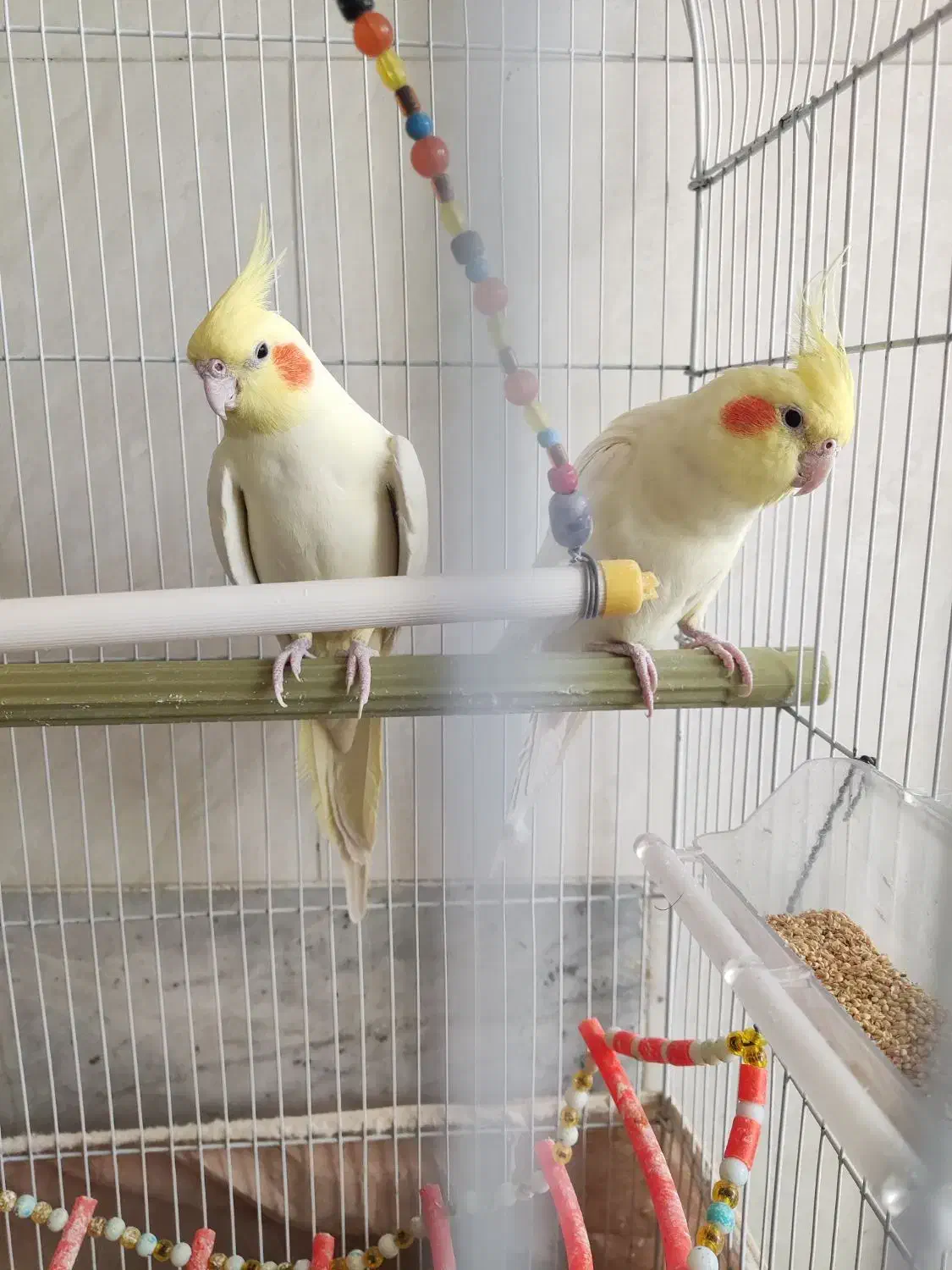 دو عدد عروس هلندی لوتینو نر سایز بزرگ|پرنده|بلداجی, |دیوار