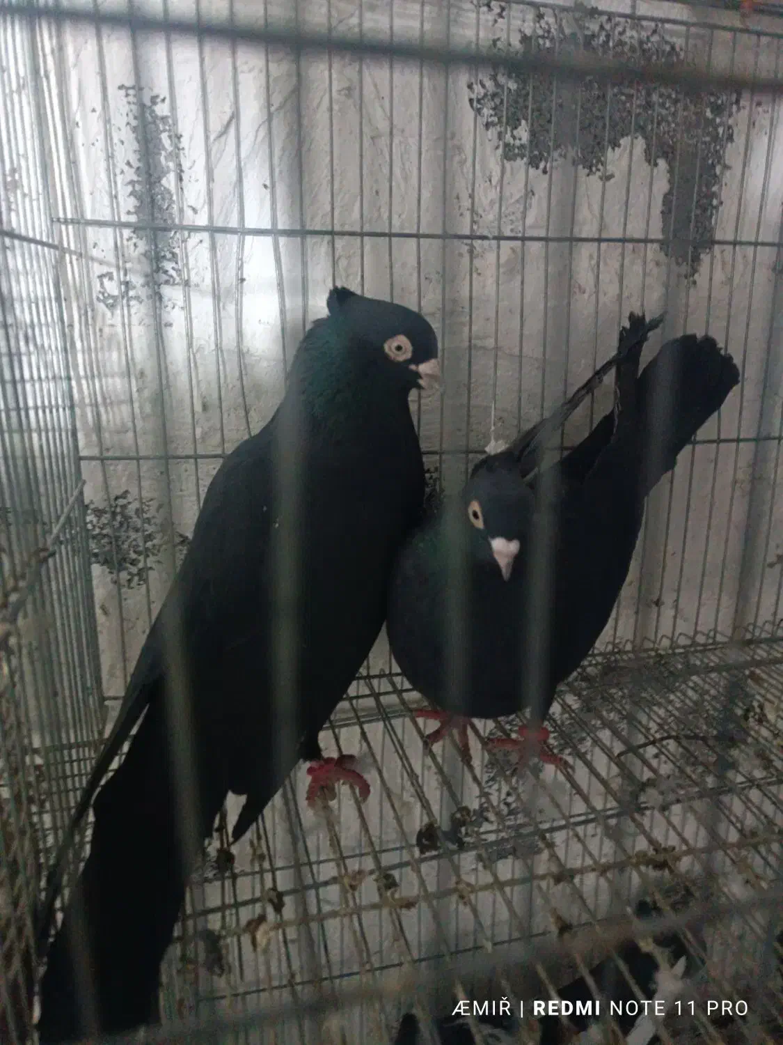 کبوتر|پرنده|دهدشت, |دیوار