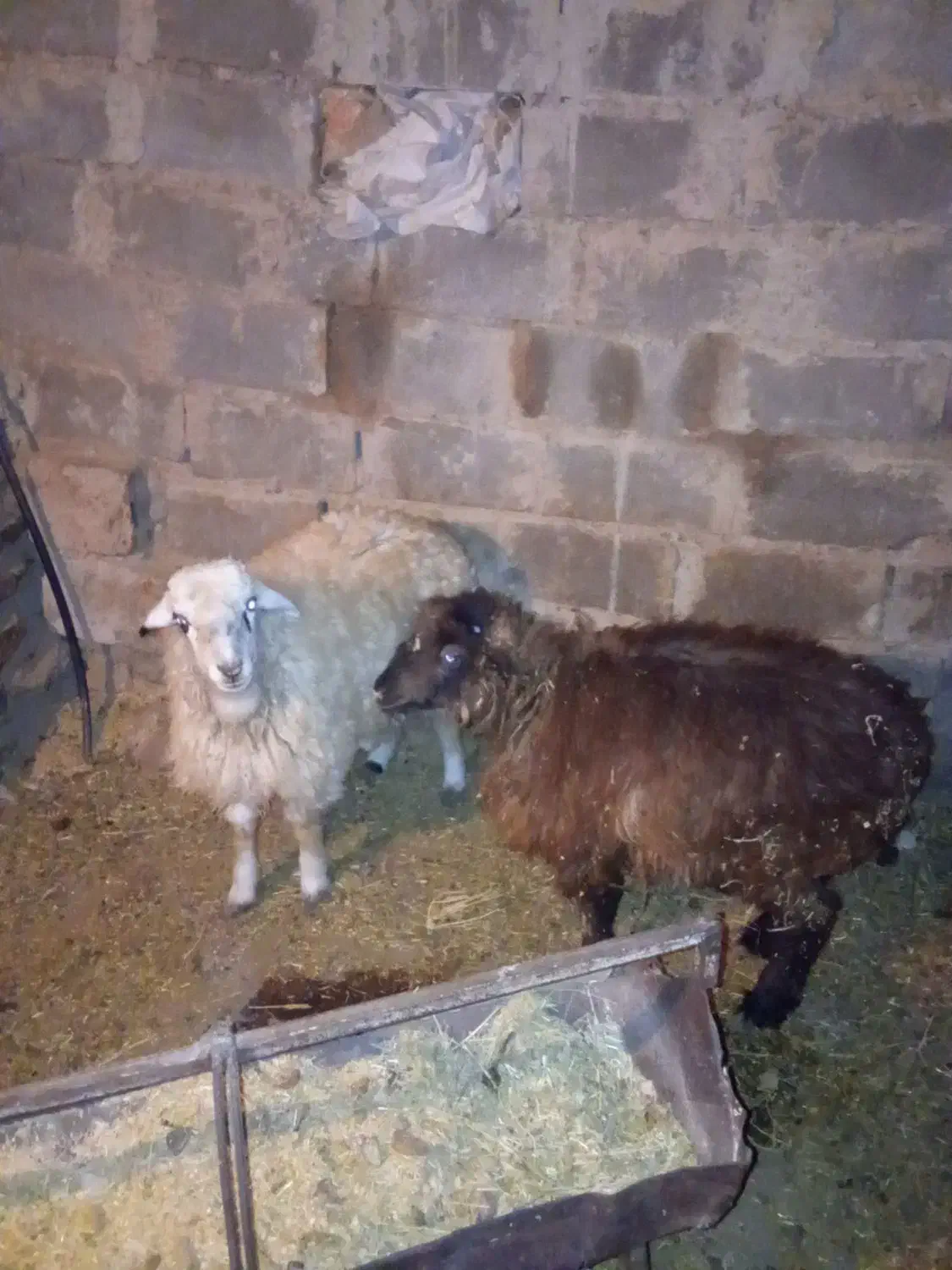 بره|حیوانات مزرعه|سده (خراسان جنوبی), |دیوار