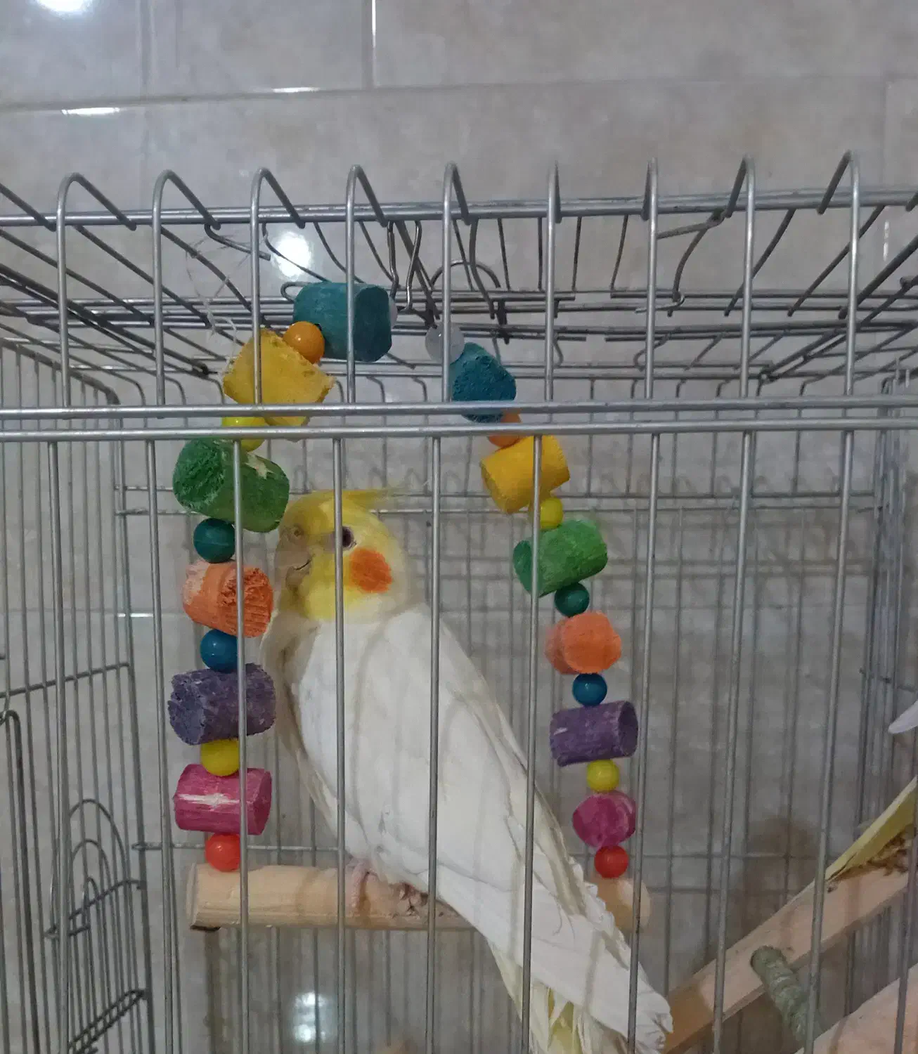 عروس هلندی|پرنده|بوئین زهرا, |دیوار