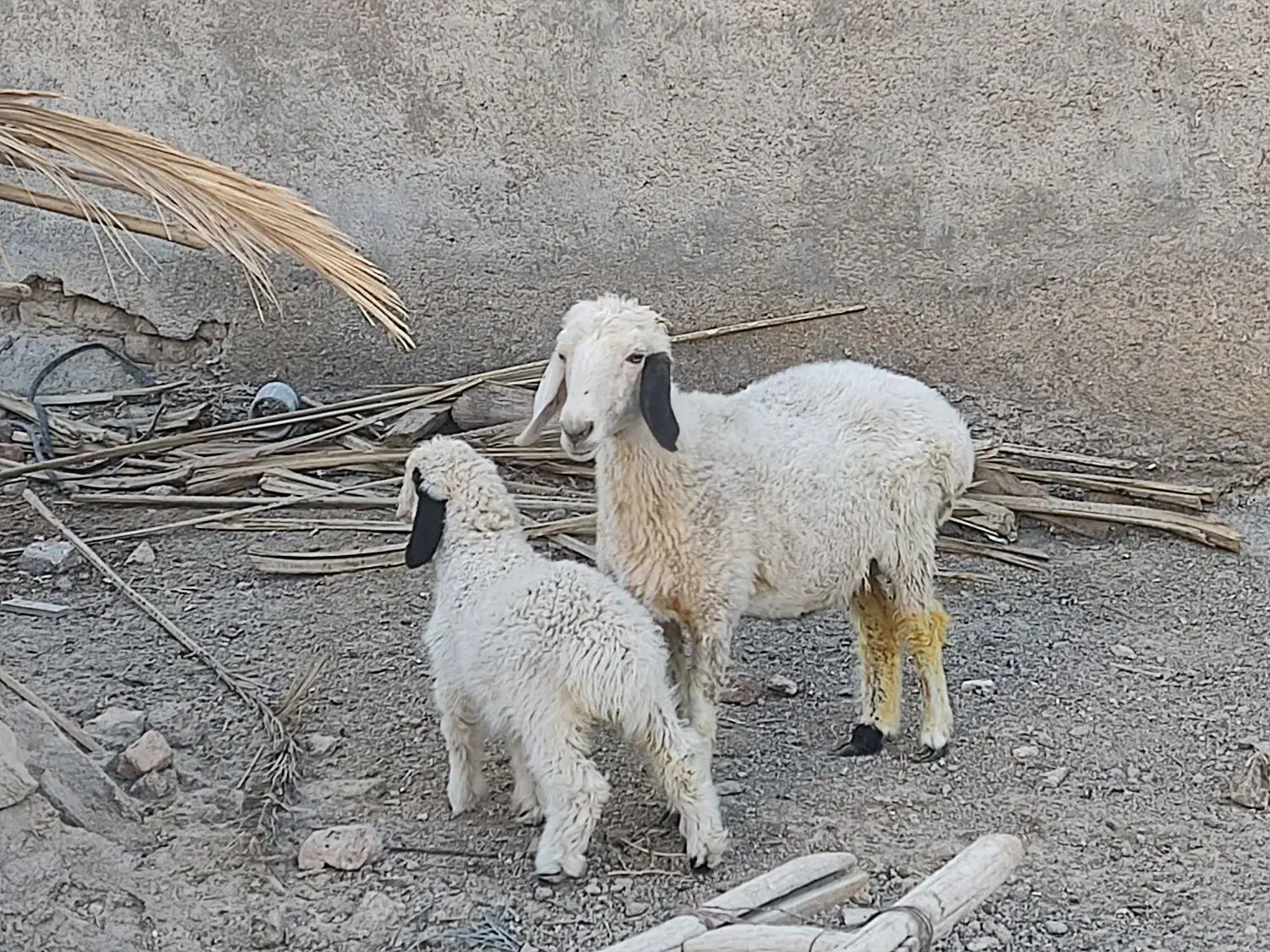 میش دورگ سیستانی با بره|حیوانات مزرعه|زابل, |دیوار