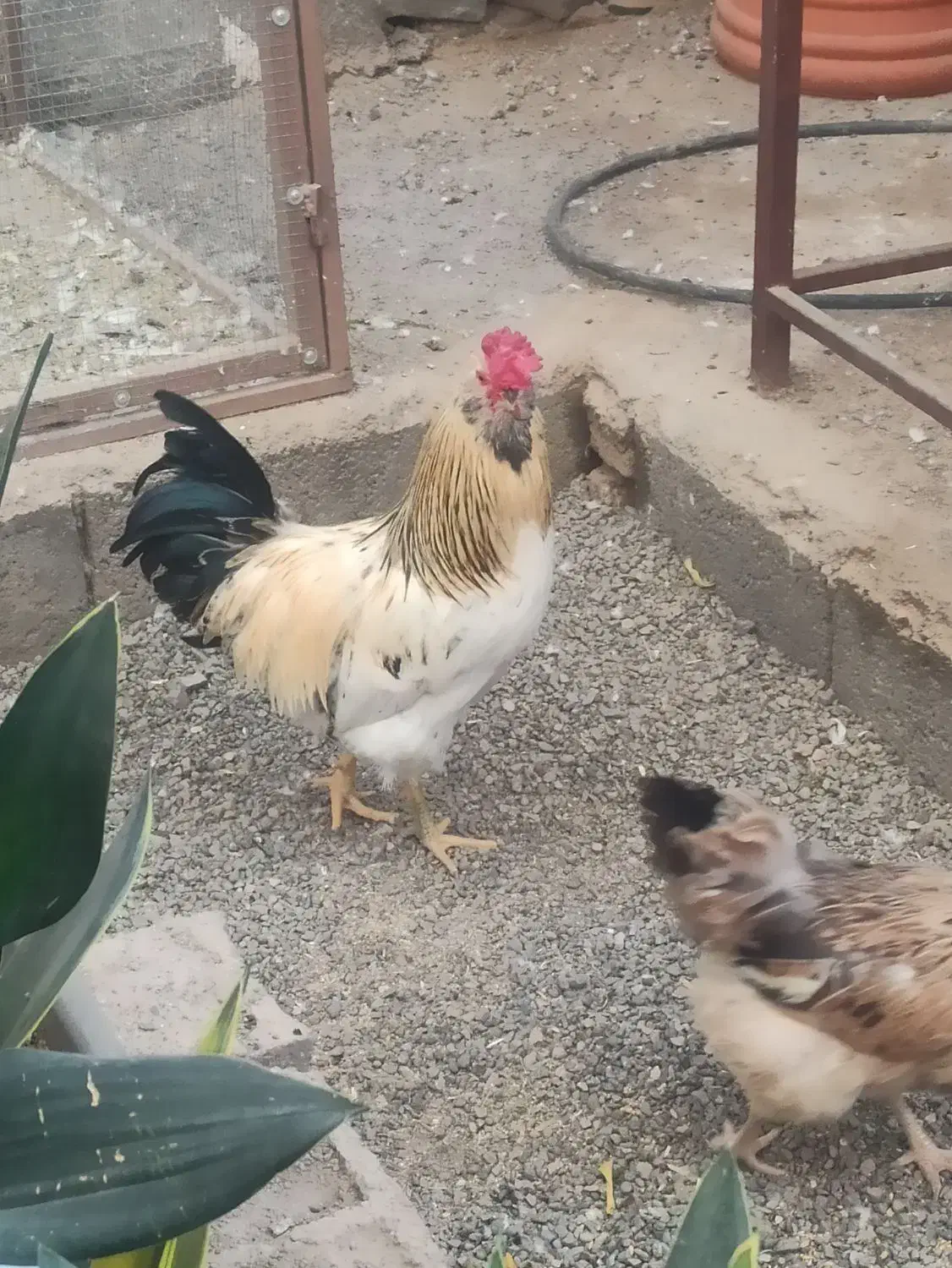 خروس چهل تاج خوشگل ودرشت وجوان|حیوانات مزرعه|قنوات, |دیوار