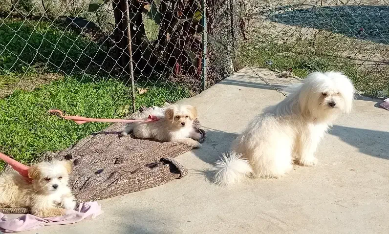 فروشی|سگ|بیله سوار, |دیوار