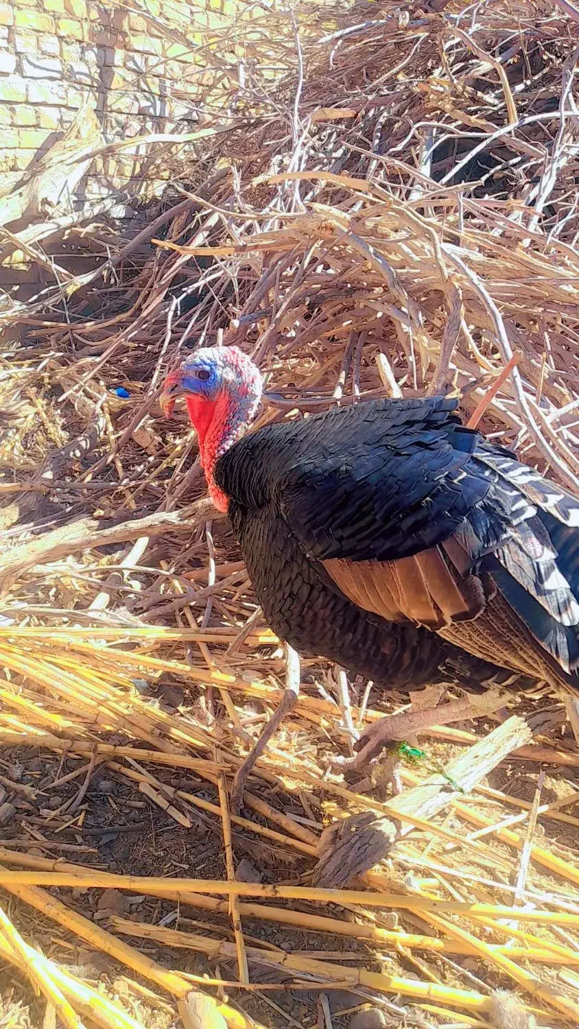 بوقلمون ۱ ساله نر|حیوانات مزرعه|خمک, |دیوار