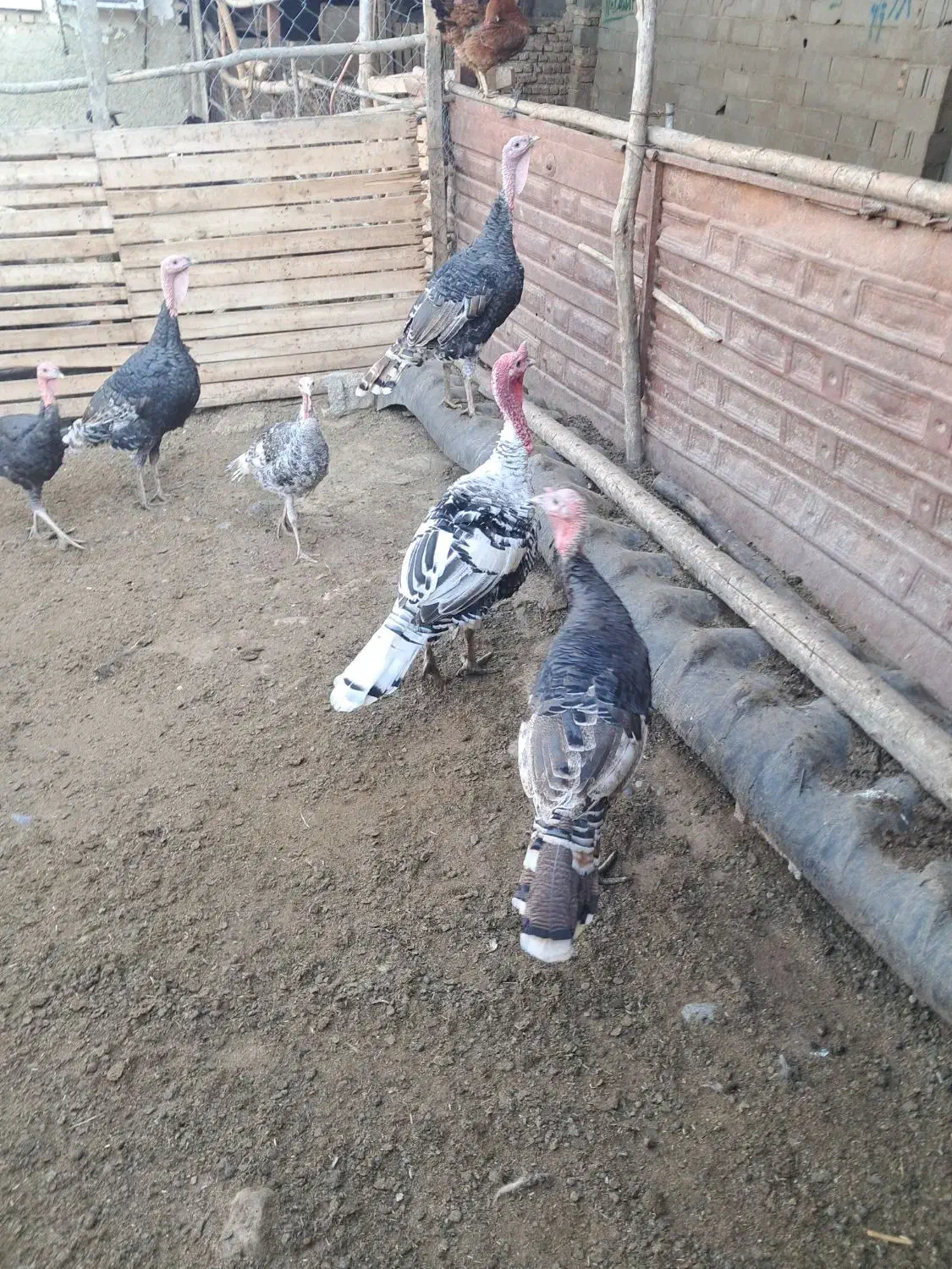 بقلمون|حیوانات مزرعه|گرگان, |دیوار