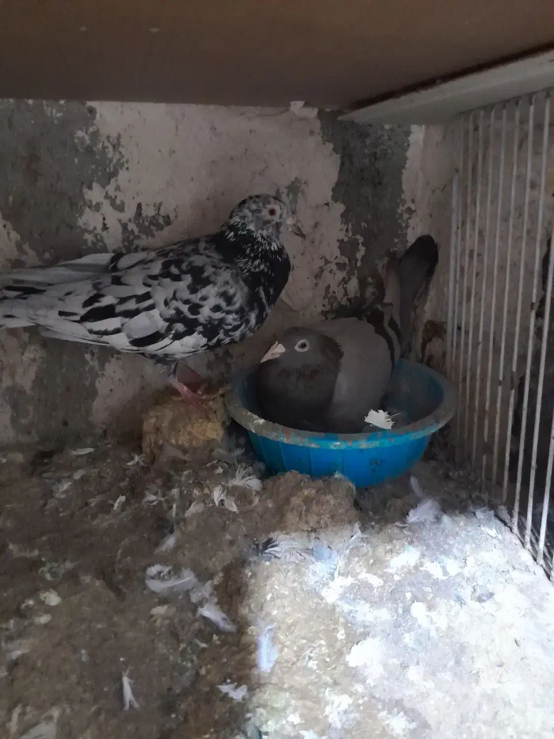 کبوتر کفتر|پرنده|اقبالیه, |دیوار