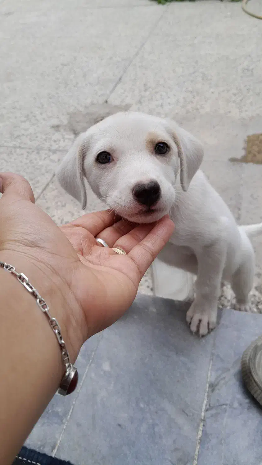 سگ اشمیز پاکوتاه سفید|سگ|بهشهر, |دیوار