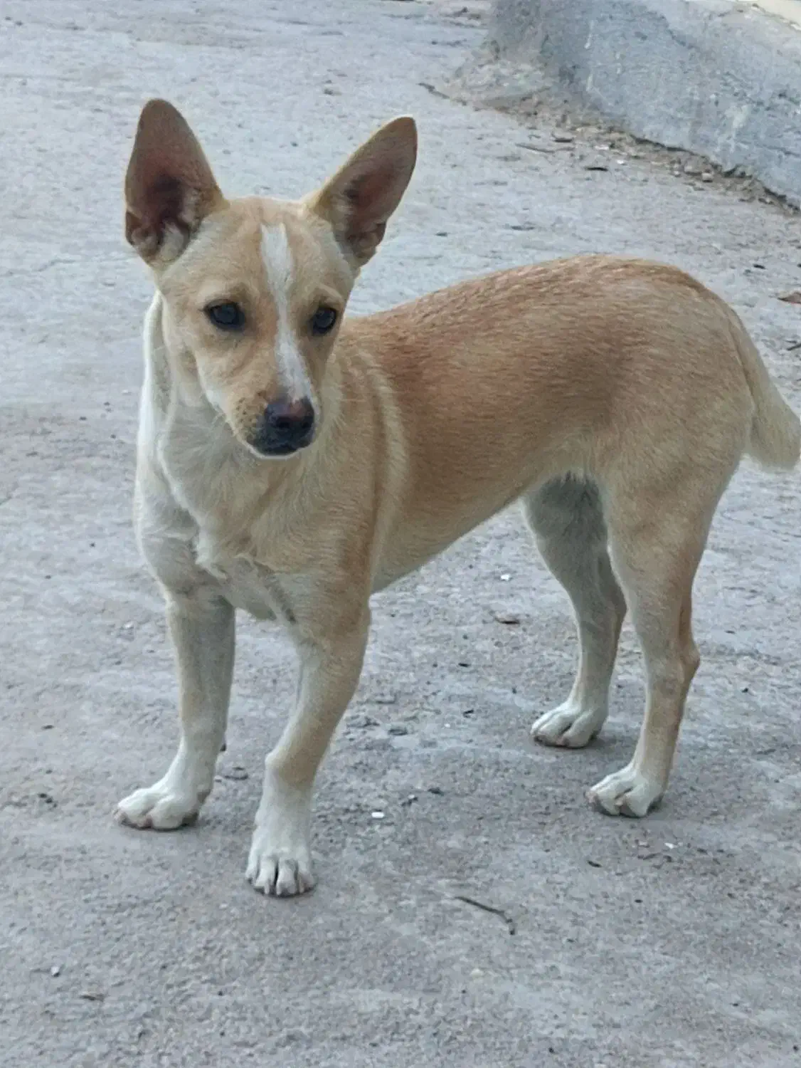 فروش سگ پا کوتاه|سگ|گوگان, |دیوار