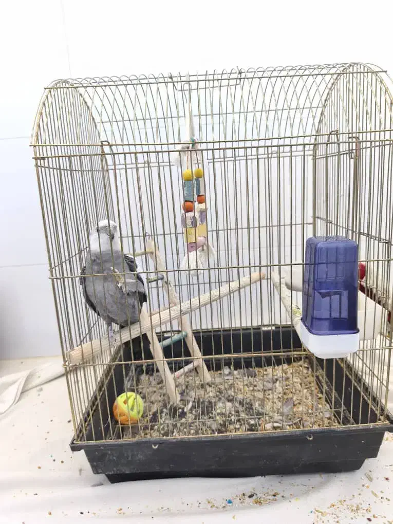 پرنده|پرنده|زرندیه, |دیوار