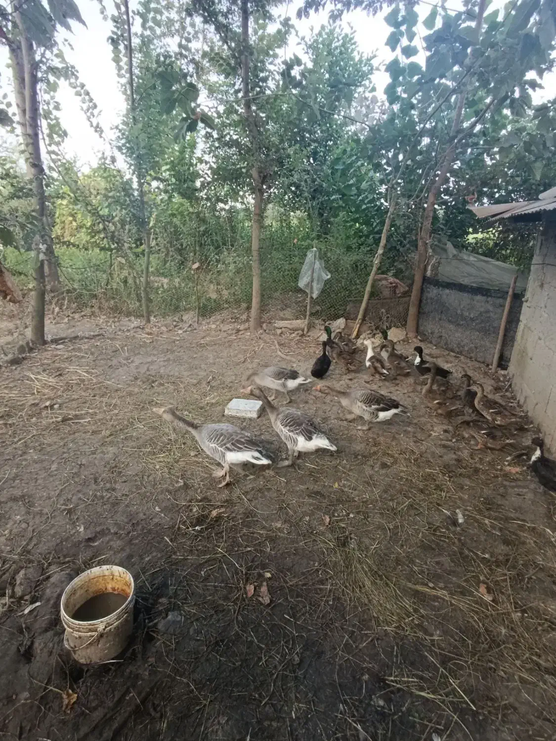 1000مترمربع کامل مسکونی با پروانه امتیازهانصب|فروش زمین و ملک کلنگی|شفت, |دیوار