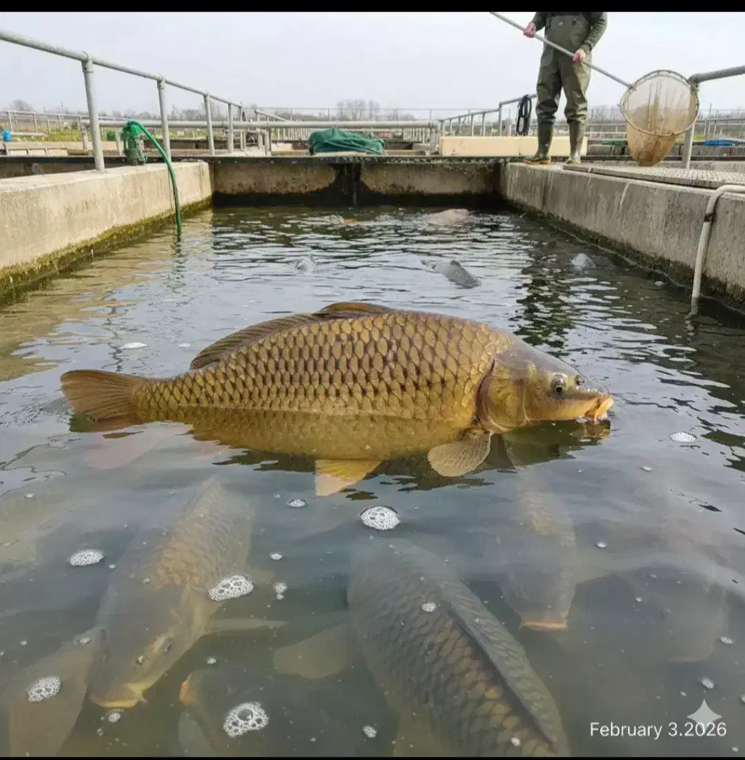 پرورش ماهی|ماهی|شوشتر, |دیوار