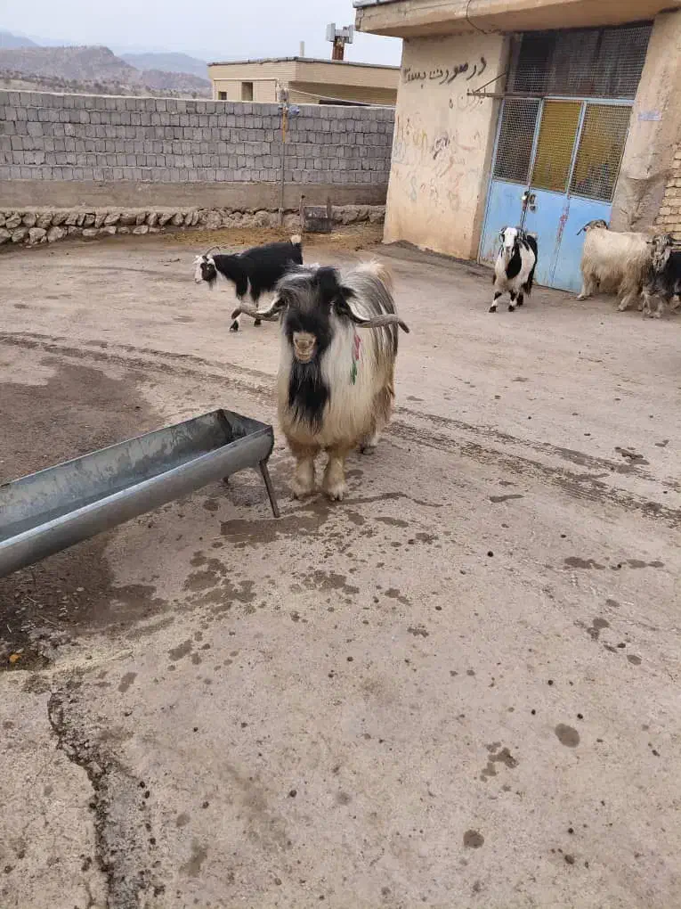 فروشی|حیوانات مزرعه|میانکوه, |دیوار