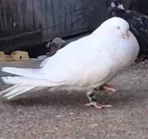 بمبویی|پرنده|اهواز, اسماعیلیه|دیوار