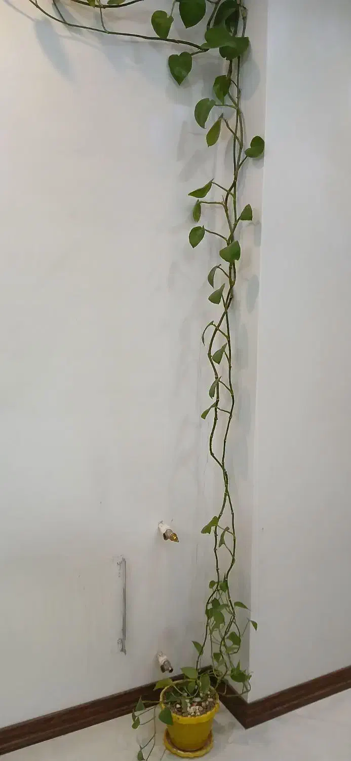 گل طبیعی|گل و گیاه طبیعی|تهران, مهرآباد جنوبی|دیوار