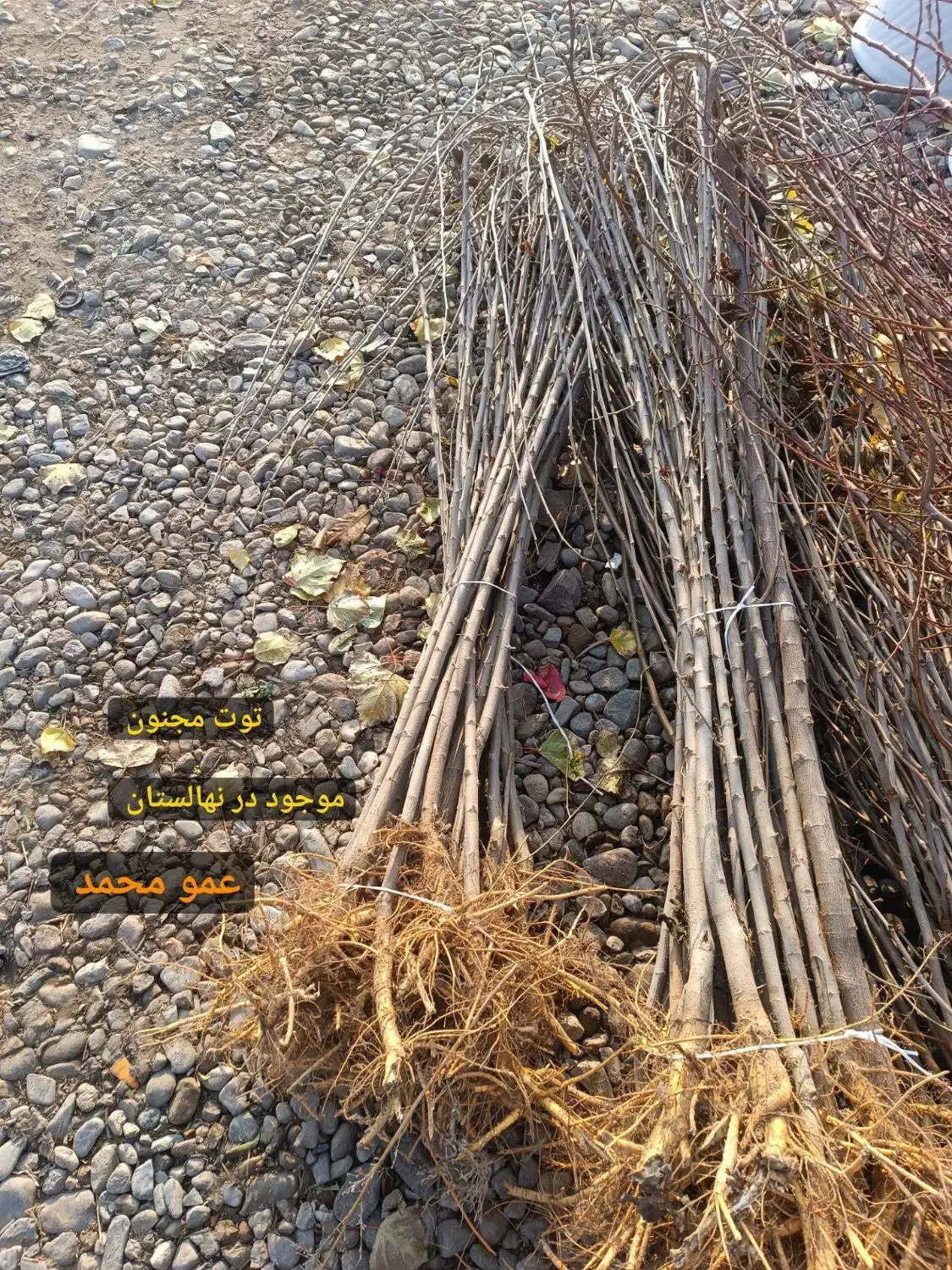 صنوبر نیگرا/ کبوده/ پسته بذری/|خدمات باغبانی و درختکاری|هشتگرد, هشتگرد قدیم|دیوار