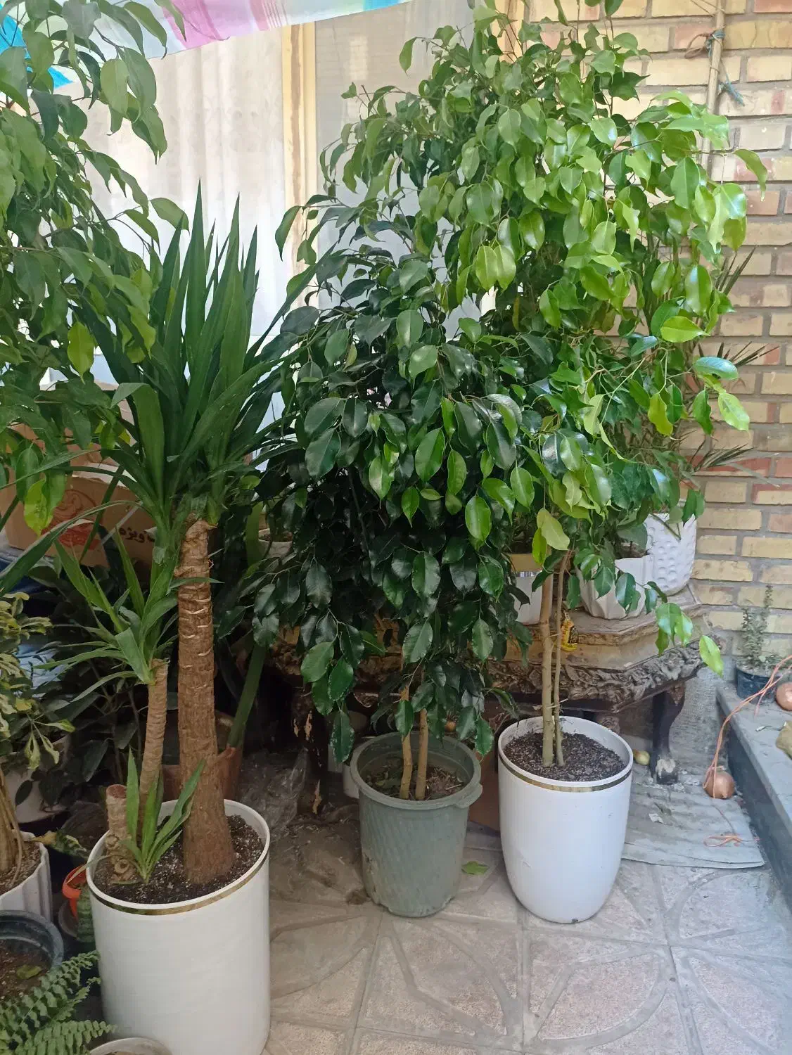 گل درخچه بنجامین بلک وسبز بارتفاع یک ونیم متربه|گل و گیاه طبیعی|تبریز, |دیوار