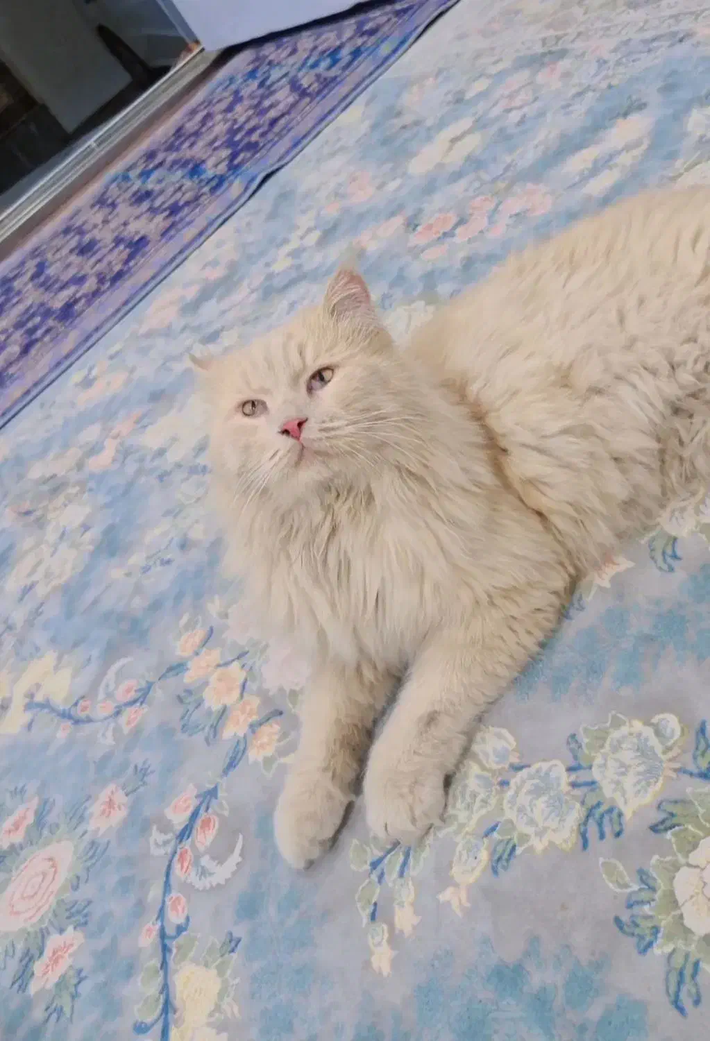 گربه پرشین|گربه|دوگنبدان, |دیوار